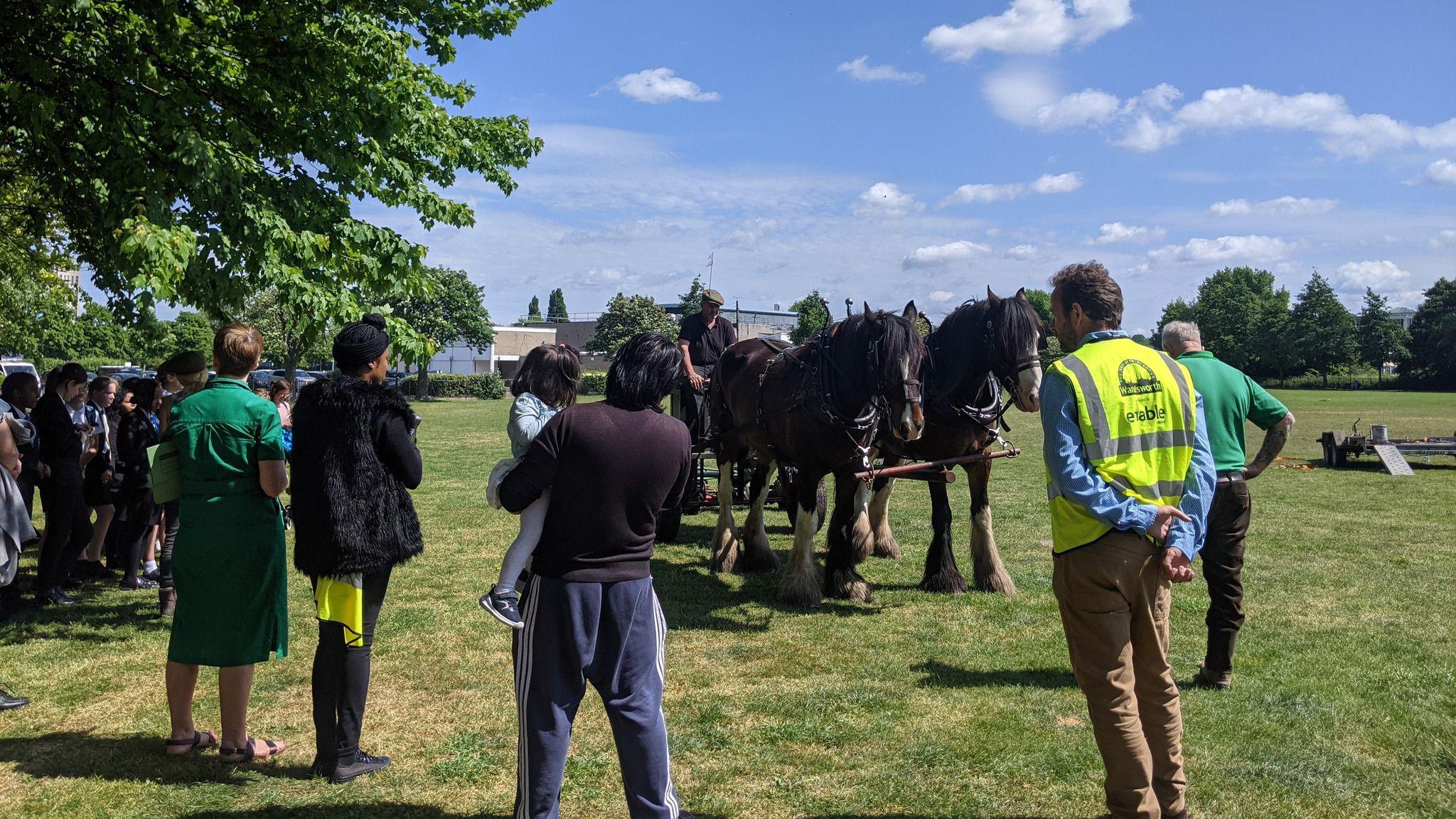 Draught horses in a park, people look on