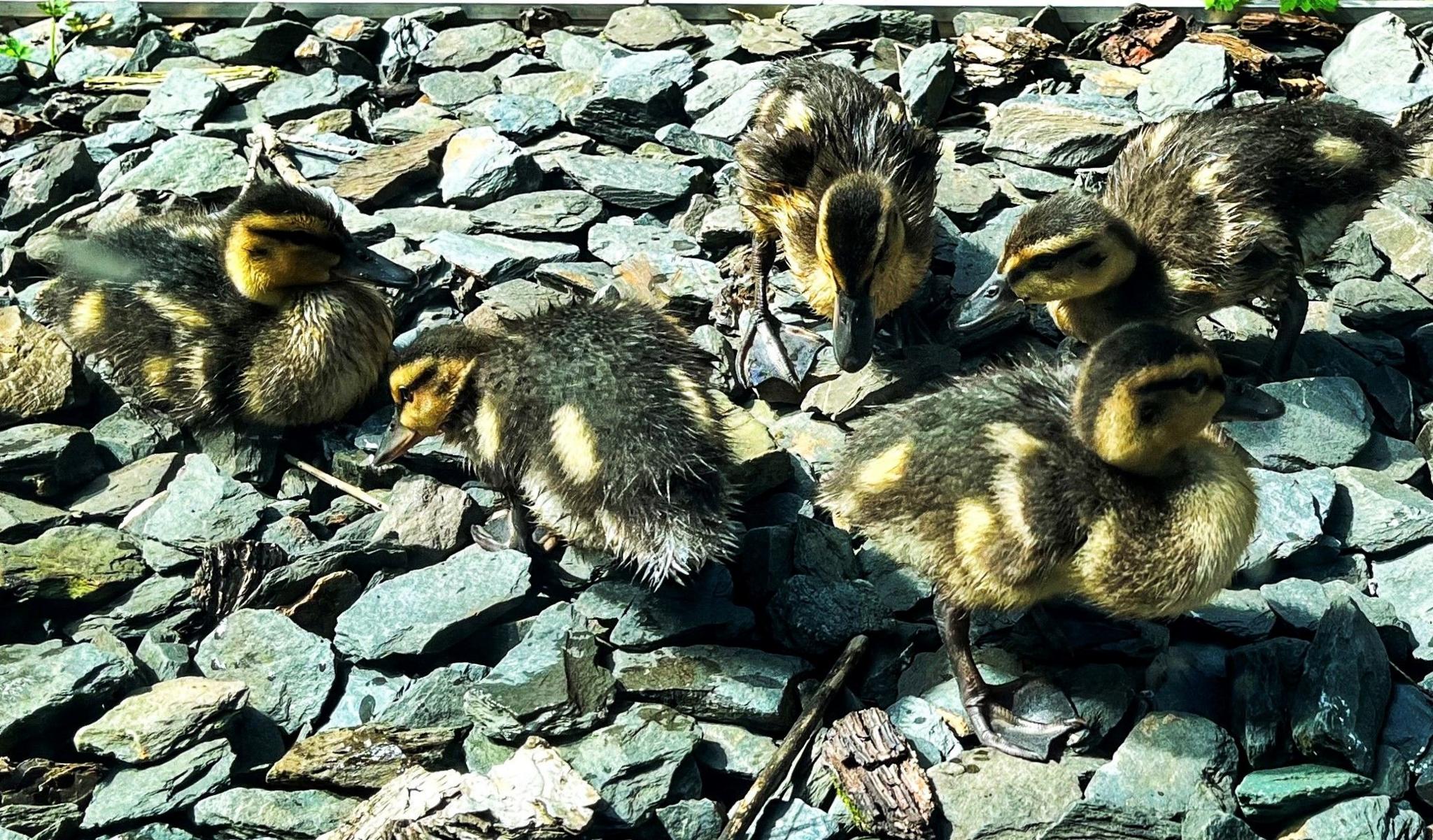 Five baby ducklings standing on slate chips