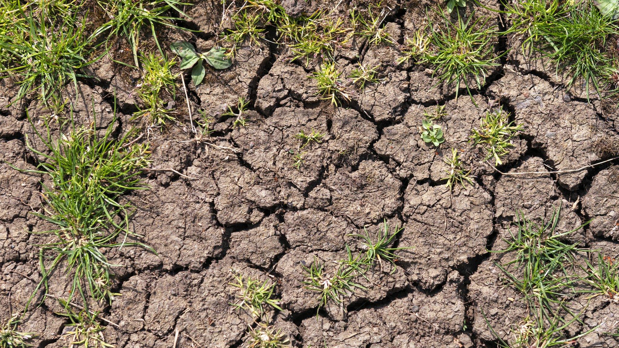 Dry cracked earth in the Fens, Cambridgeshire