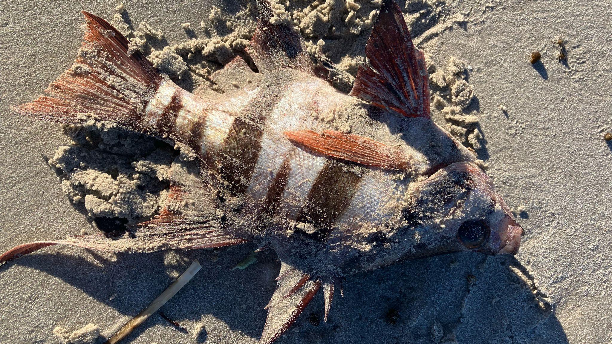 A dead Old Wife fish on a beach in Emu Bay, South Australia.