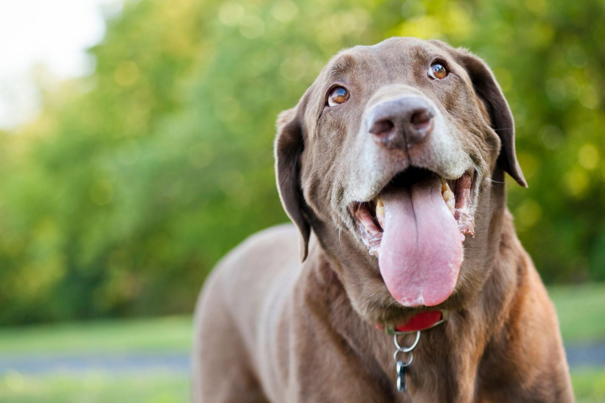 dog panting with tongue out