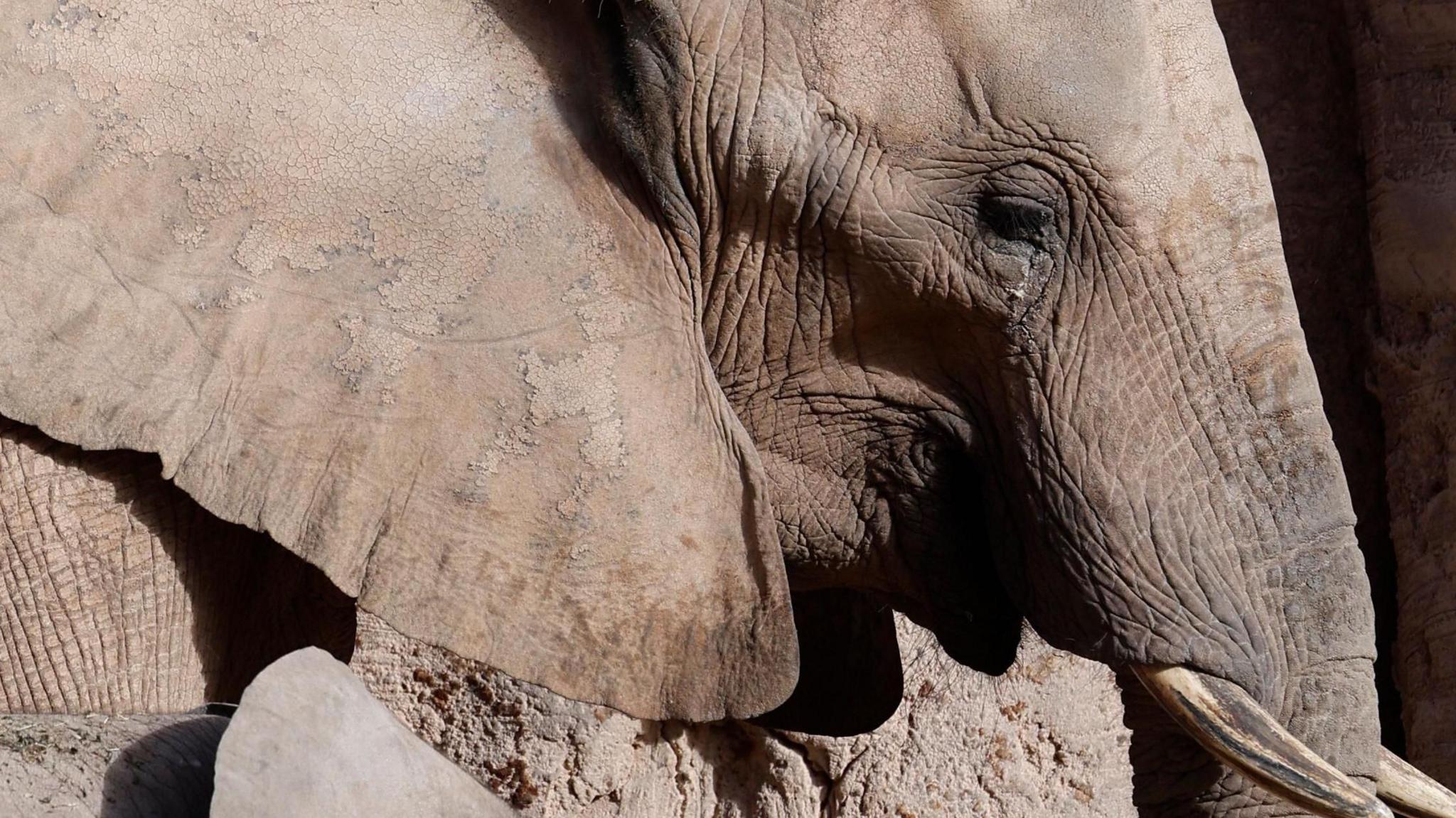 Close-up shot of an elephant