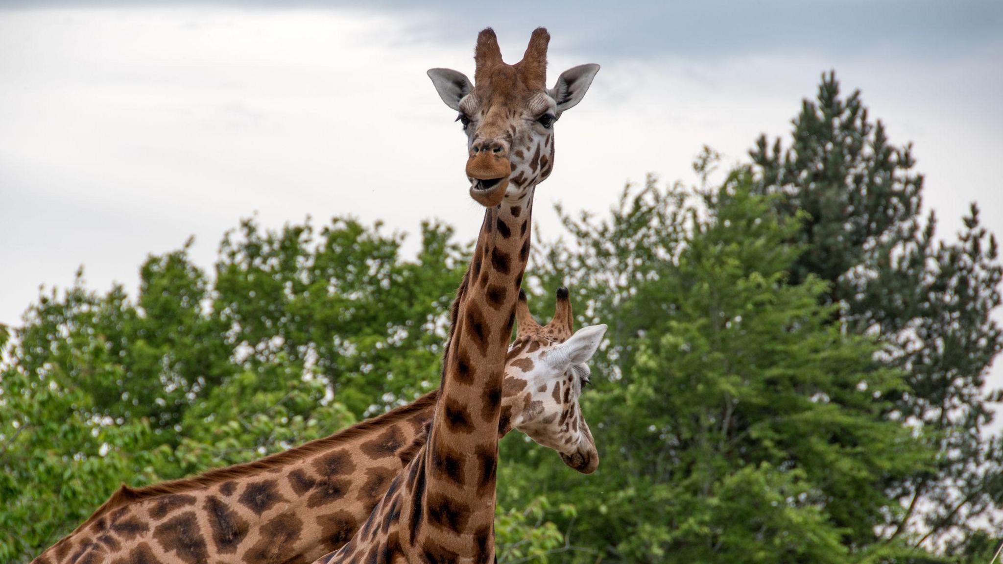 Two Northern giraffe stand visible from shoulders up, one with its neck crossed over the other, and one looking at the camera. Trees are in the background.