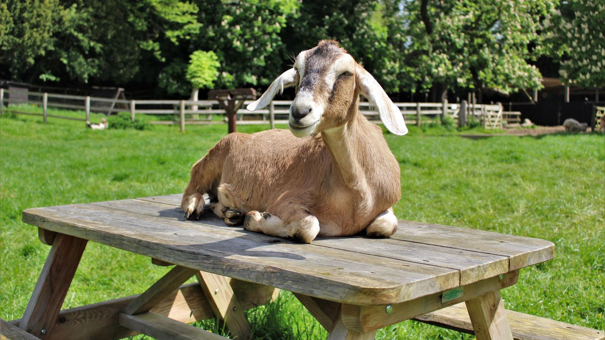 A goat sits on a picnic bench in the sun. 