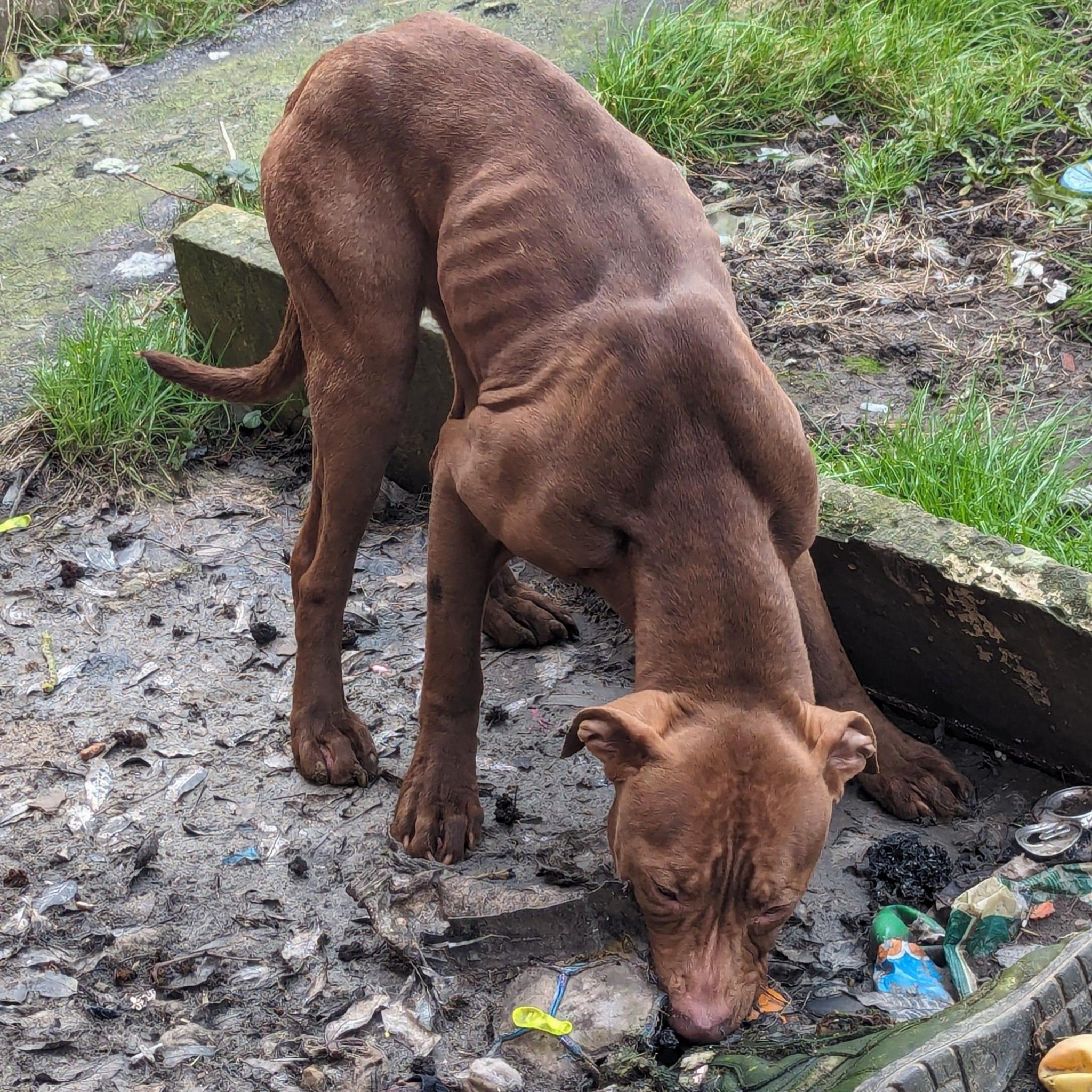 An image of the dog that was found alive in the garage. She has brown hair and she looks significantly underweight