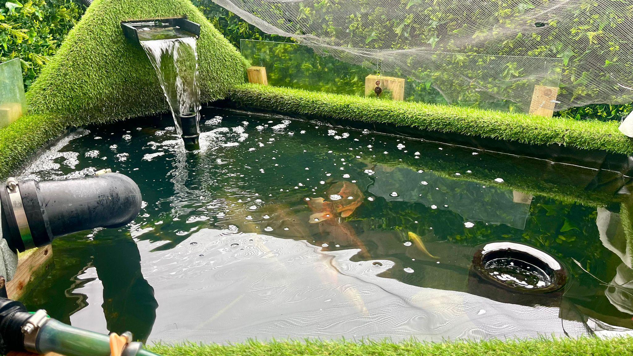 A man-made artificial fish pond. There are pipes filtering the water and a waterfall in the left corner. Four large and one small one koi carp can be seen near the bottom of the pond. Netting around the pond hangs low near to the edge of the water.