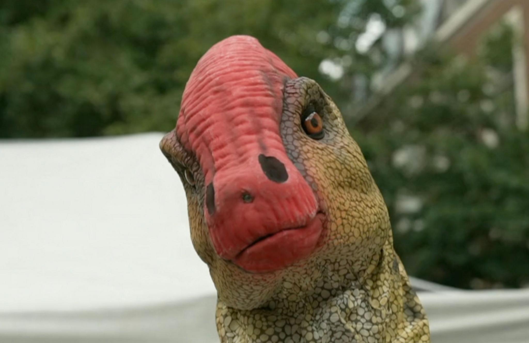 A close-up of the head of a dinosaur puppet. It is coloured copper and pale yellow with orange and black eyes. Its face is dominated by a large red protrusion that stretches from the top of the head down to its snout.