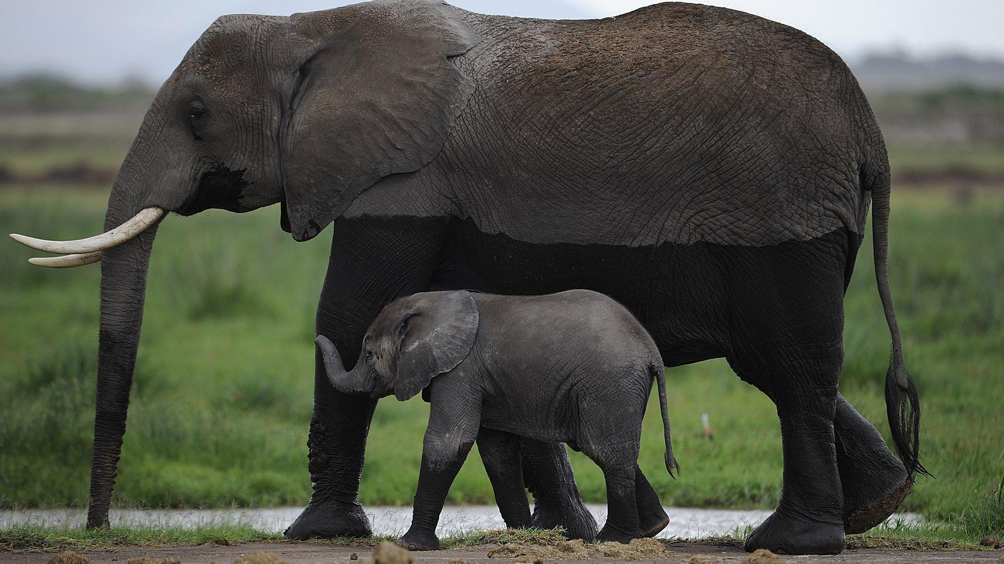 Campaigners say China's move could be a "game-changer" for elephants