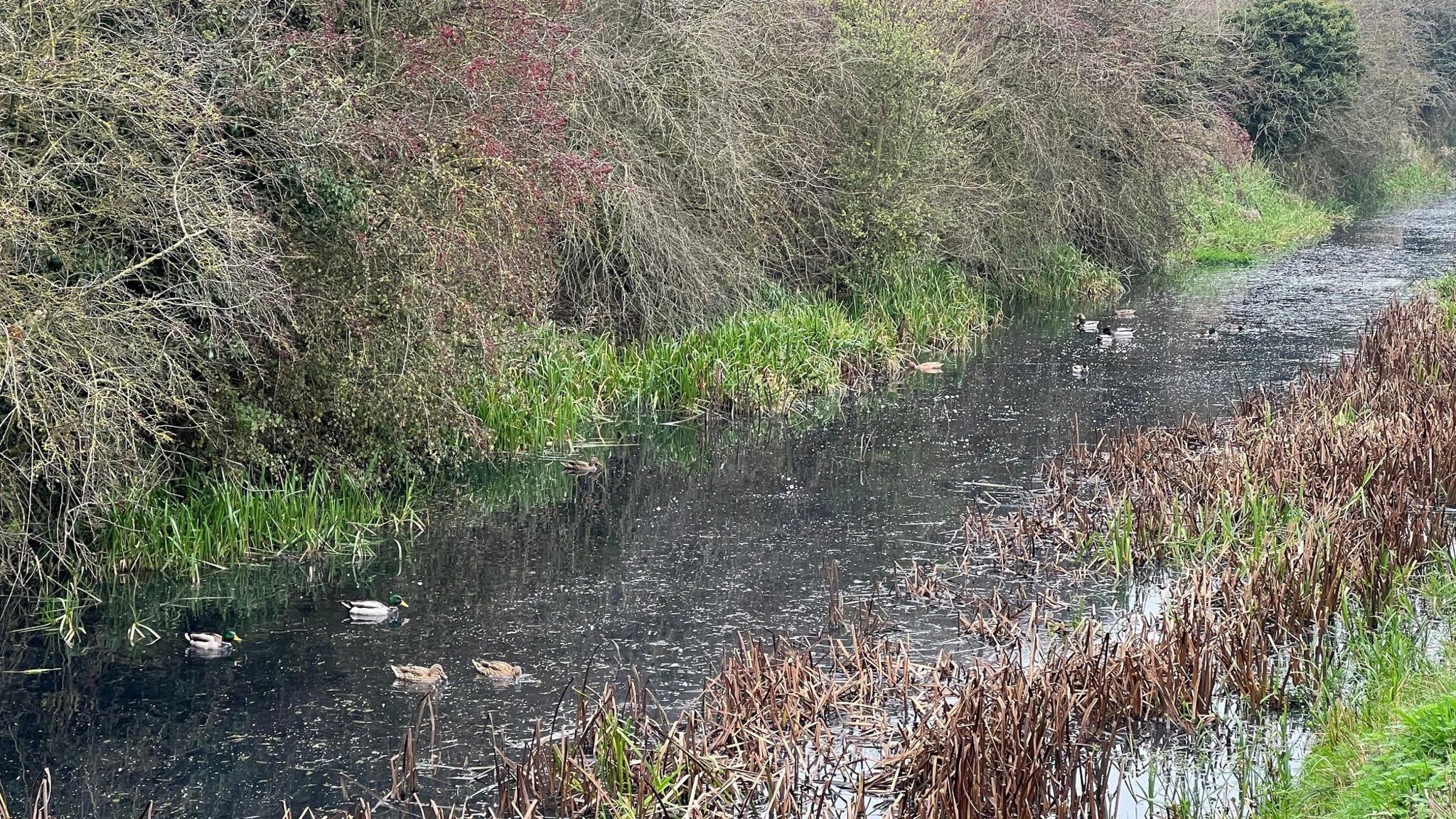 Ducks swim in the black water of Barmston Drain. To the left is a high bank, covered in foliage. To the right are brown-coloured reeds and green grass.