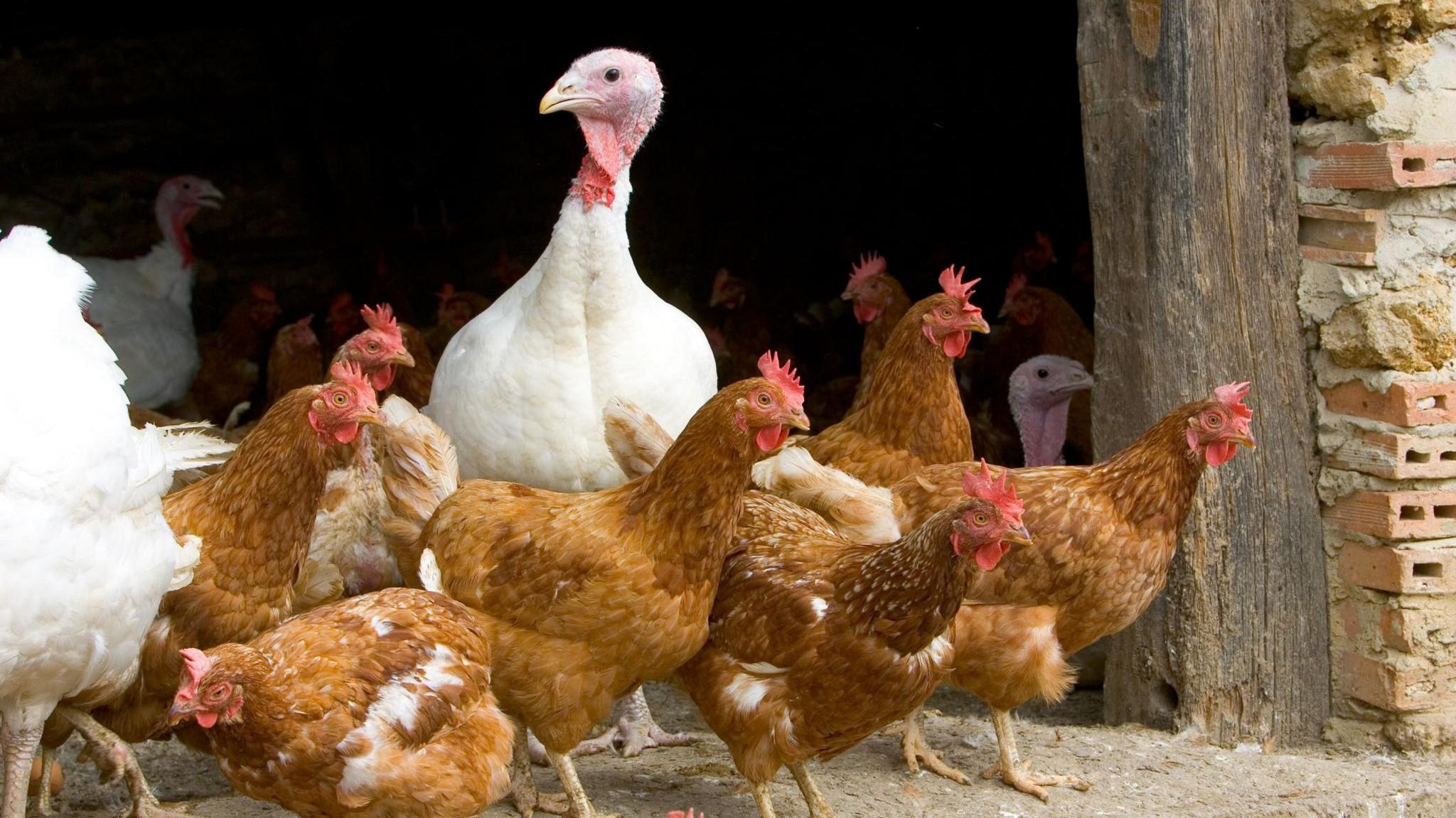 A gaggle of red hens and a white turkey stand at the door of a rustic barn.