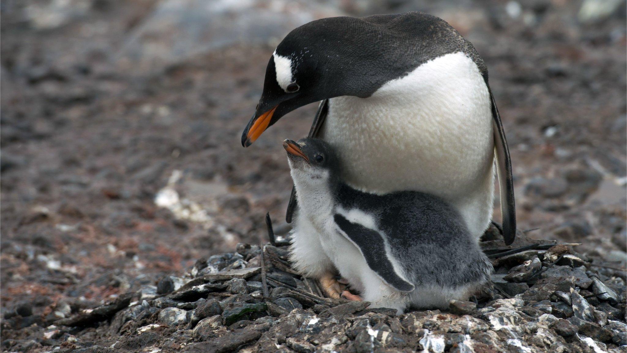 Penguins in the Antarctic