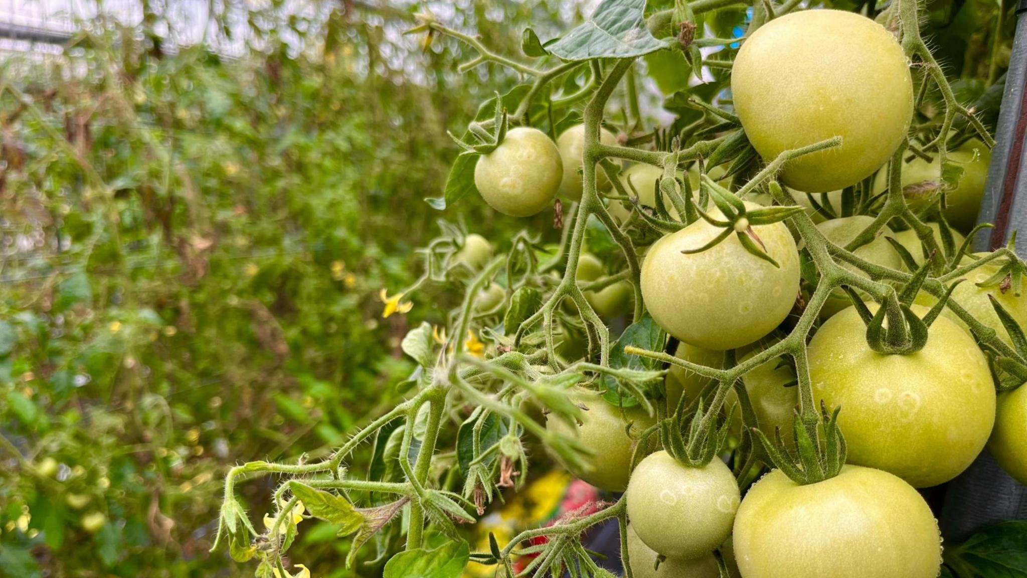 Tomatoes growing on the vine inside a glass greenhouse. They are mostly green and some are small whilst others are full size. There are multiple rows of the plants. There are tomatoes to the foreground in the right of the picture and you can see other rows of tomatoes to the left in the distances.