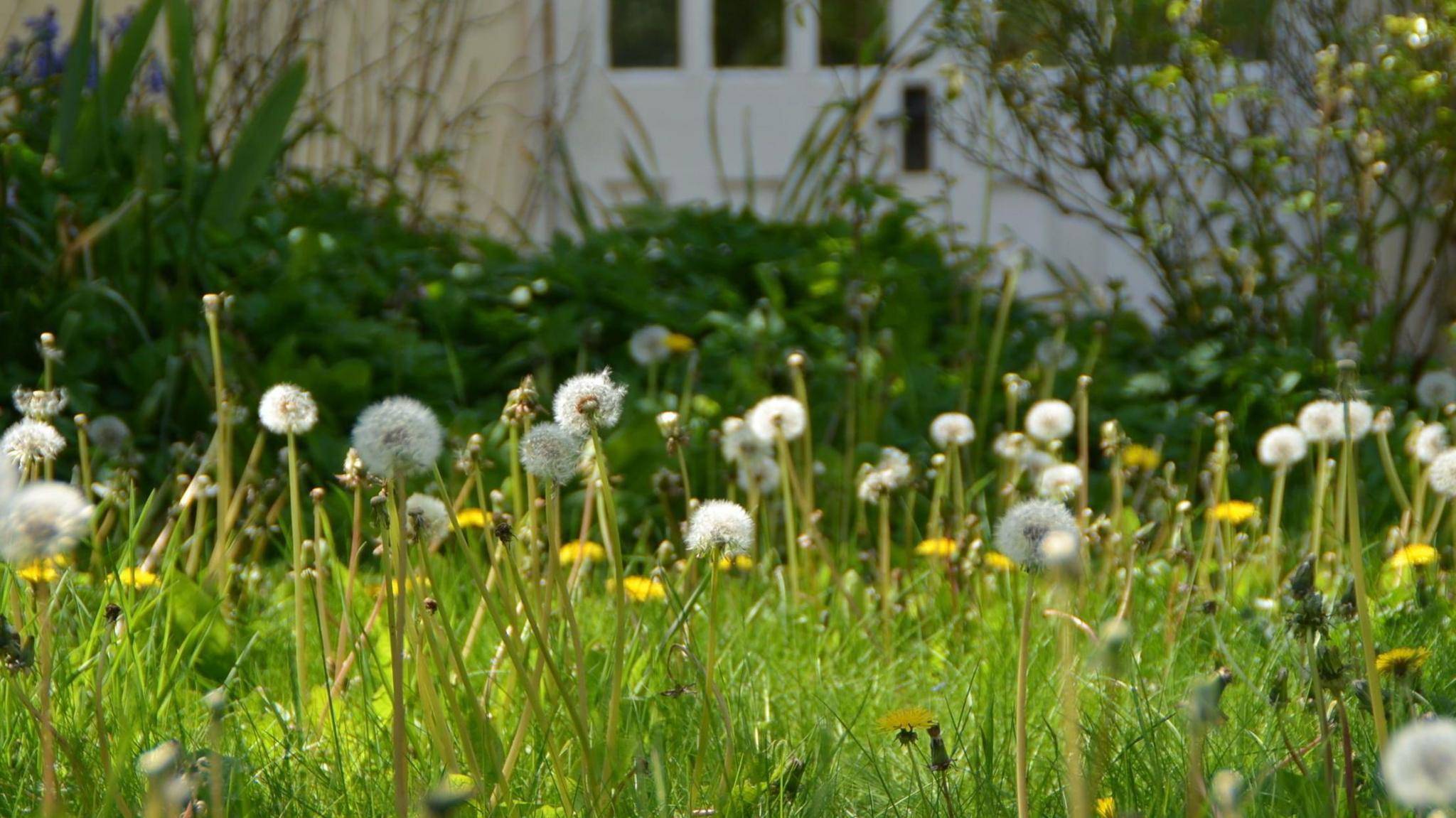 Wildflowers growing on a lawn. Many dandelion plants are towering over the uncut lawn.