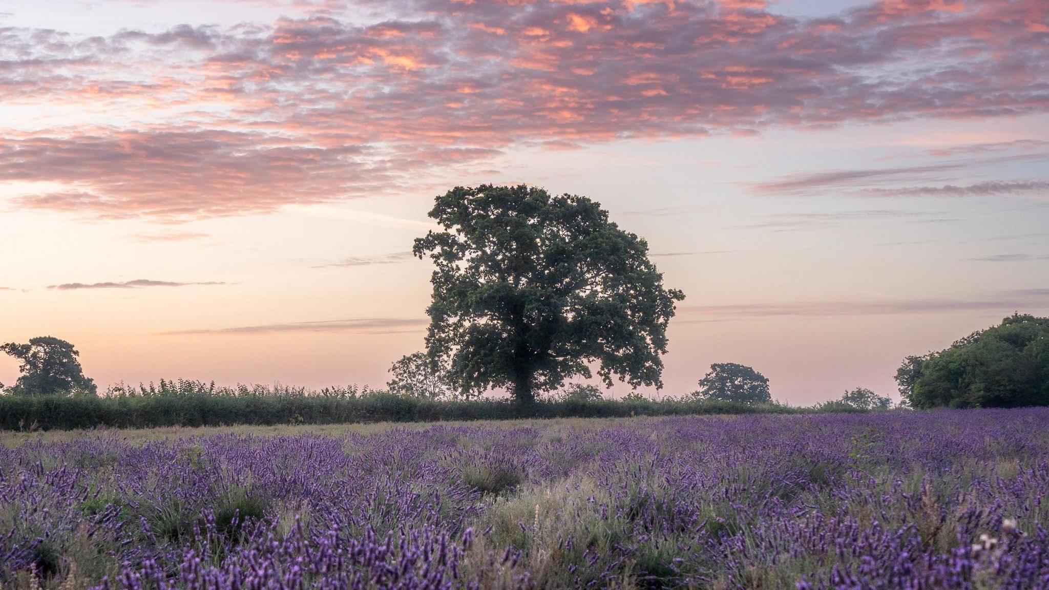 A tree in a lavender field at sunrise