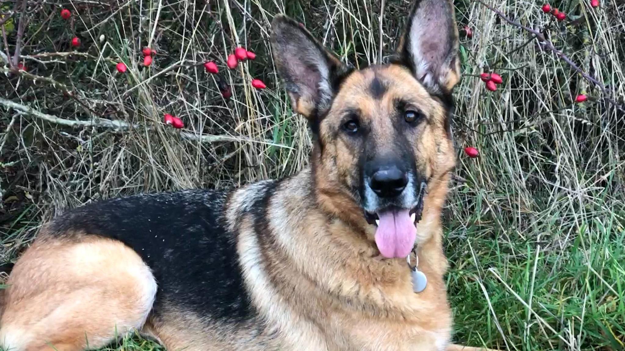 A German Shepherd dog lying on grass.