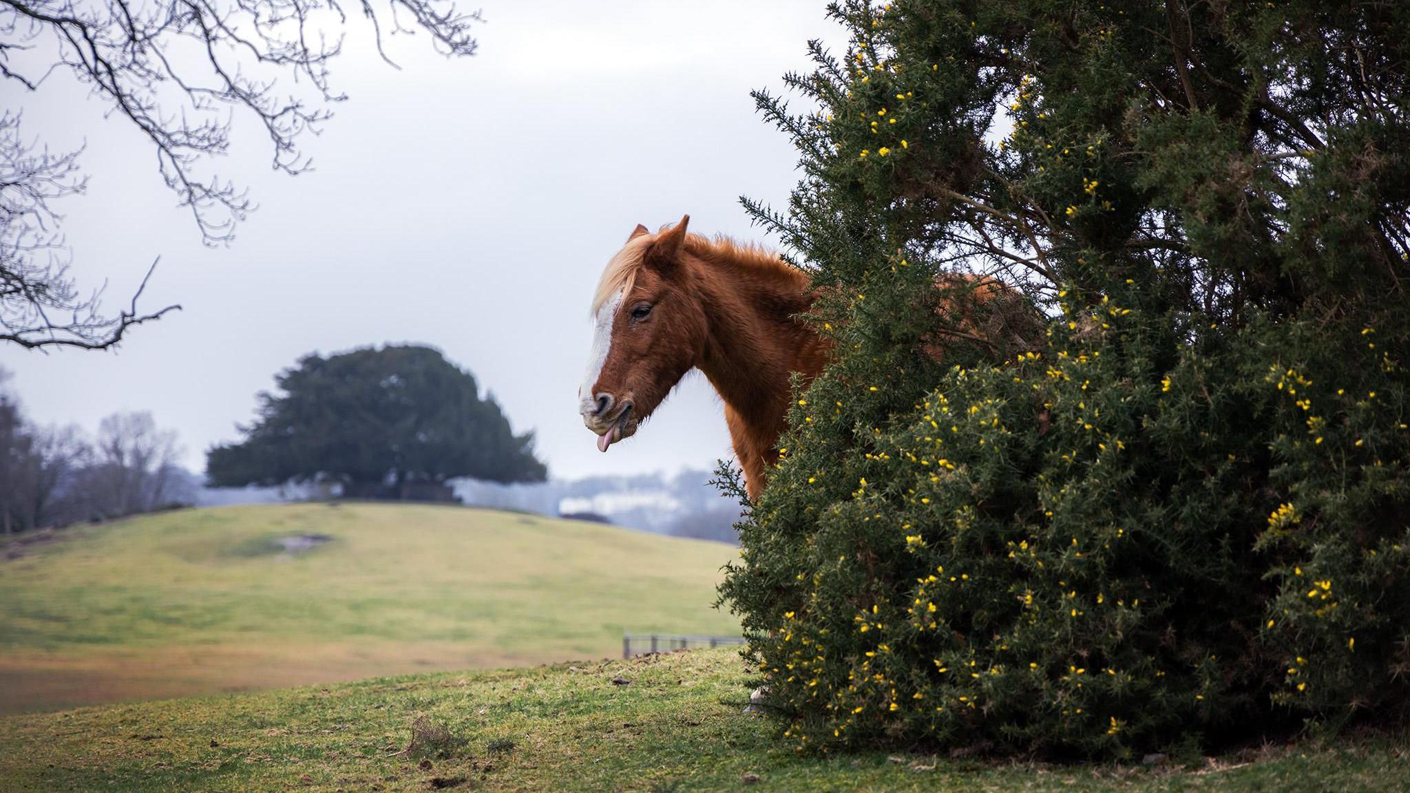 A chestnut horse appears from behind a gorse bush. It is sticking out its tongue with its ears back. Behind you can see a large green tree on a hill. The ground is covered in green grass and it is an overcast day.