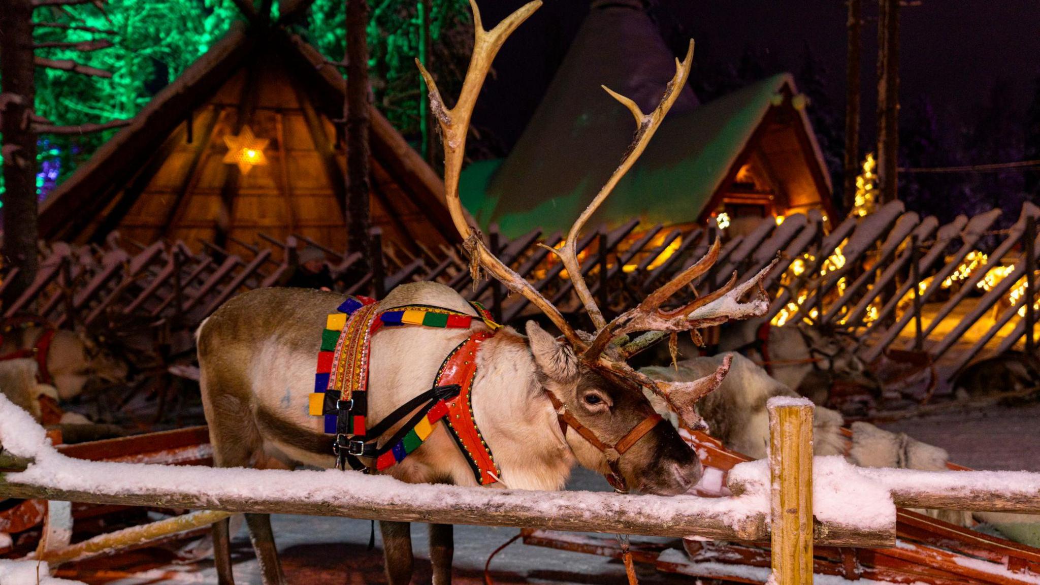 A reindeer in a Christmas setting with snow on a wood fence in front of it. Wood huts with glowing stars hung from them can be seen in the background. The reindeer is wearing a multi-coloured harness.