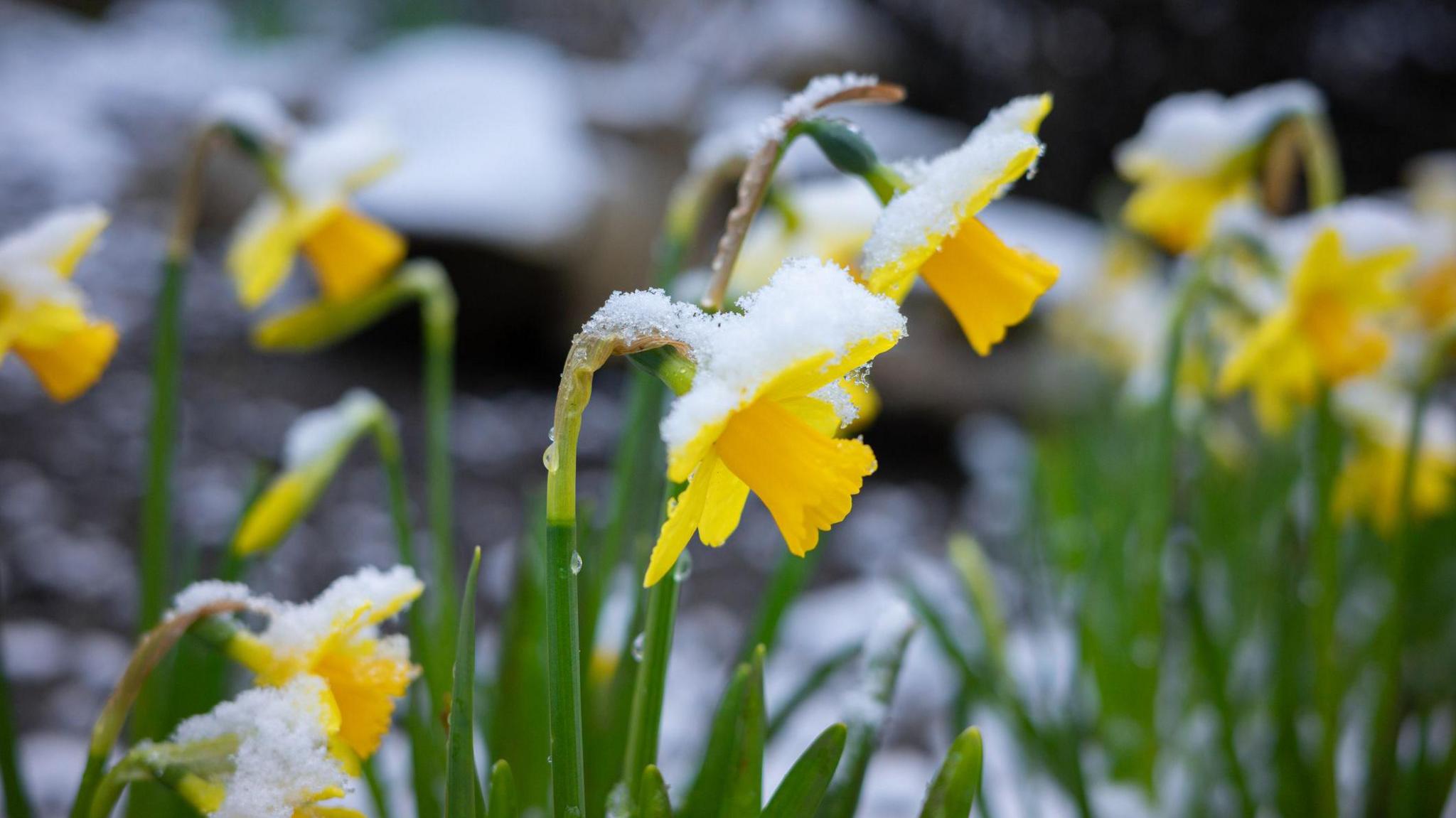Bright yellow daffodils bow under a fresh dusting of snow.
