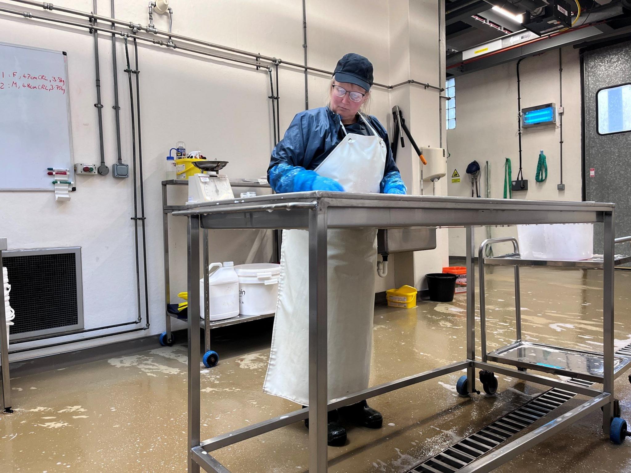 A vet wearing a white apron and blue gloves standing at a metal table in a room with white walls, conducting a post-mortem examination on a lamb at a laboratory in Aberdeen