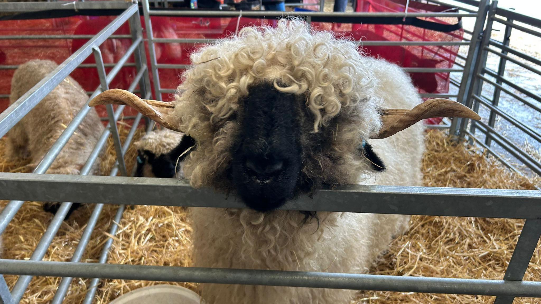 A sheep in a pen is looking at the camera. The sheep has twisted horns and a curly fleece.