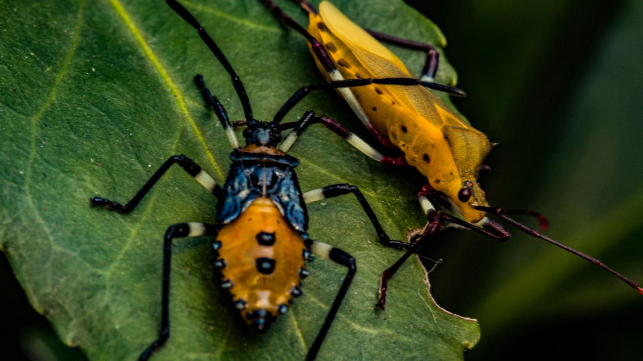 Two bugs on a leaf