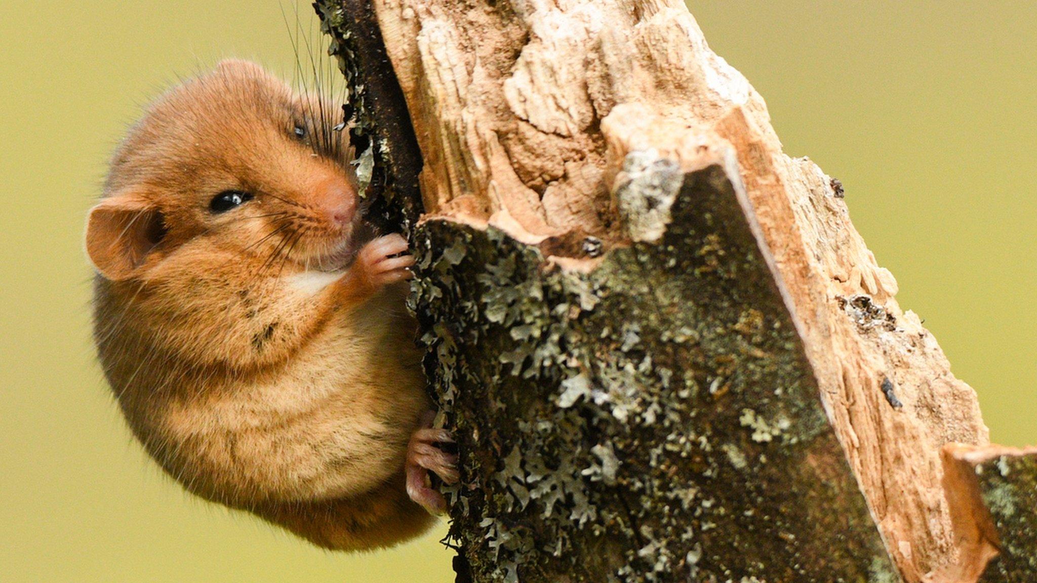 hazel dormouse on a tree branch