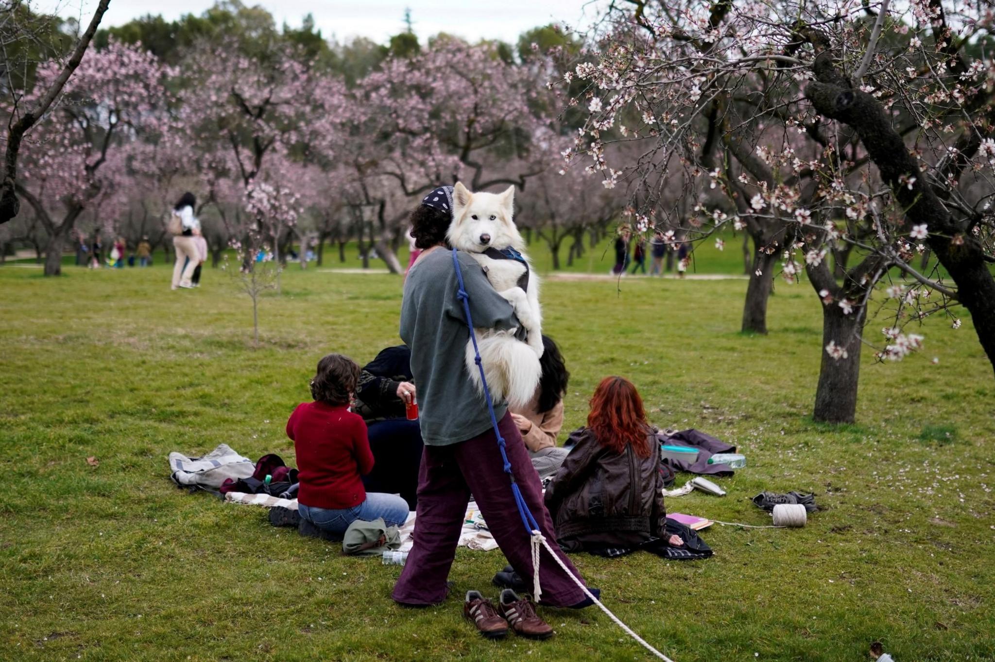 A person holds a large white dog beside almond trees at Quinta de los Molinos park in Madrid, Spain. There are others sitting on the grass beneath the trees which are filled with pink blossoms. 