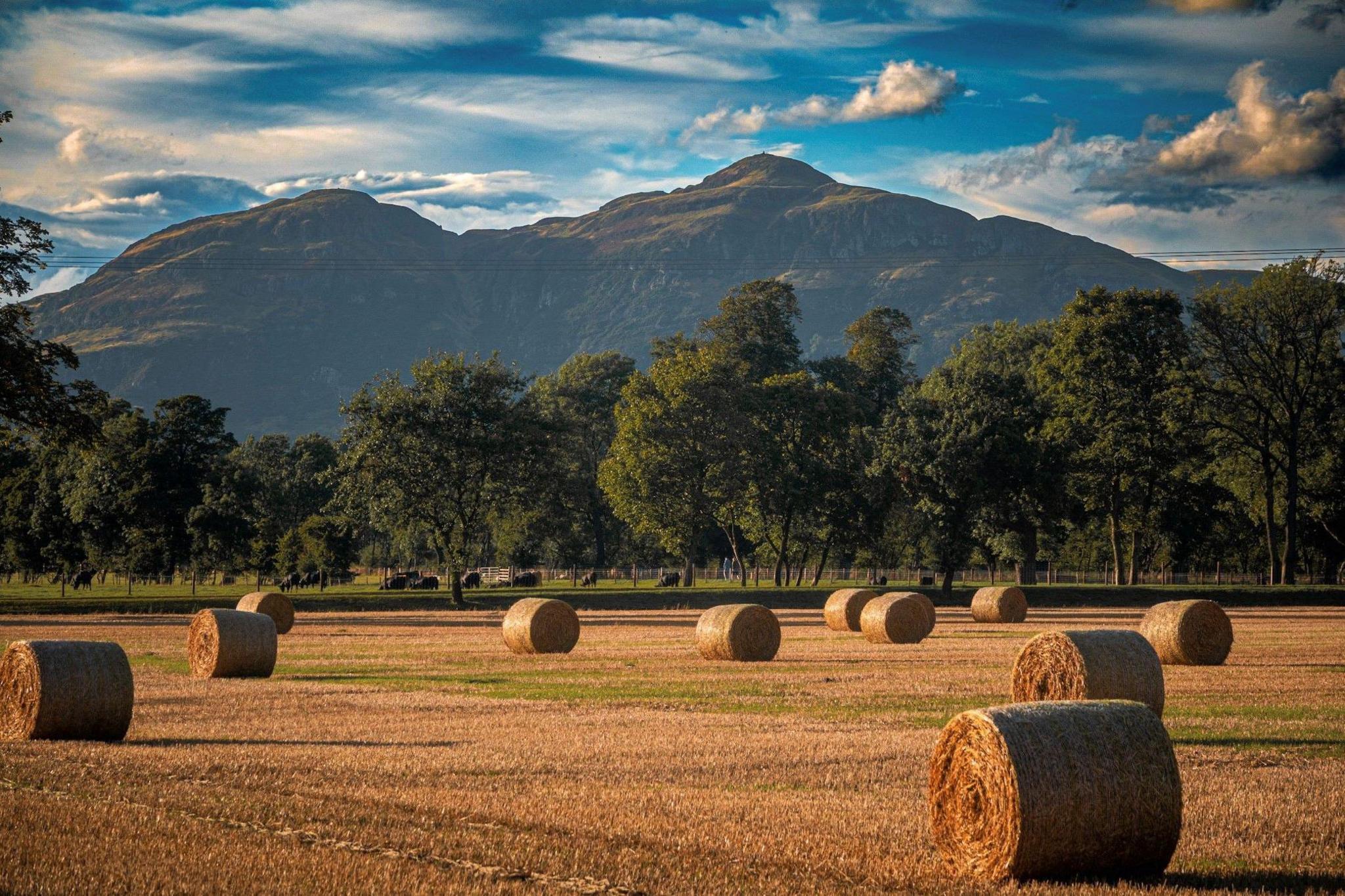 Hay bales in the foreground with trees and big mountains in the background.