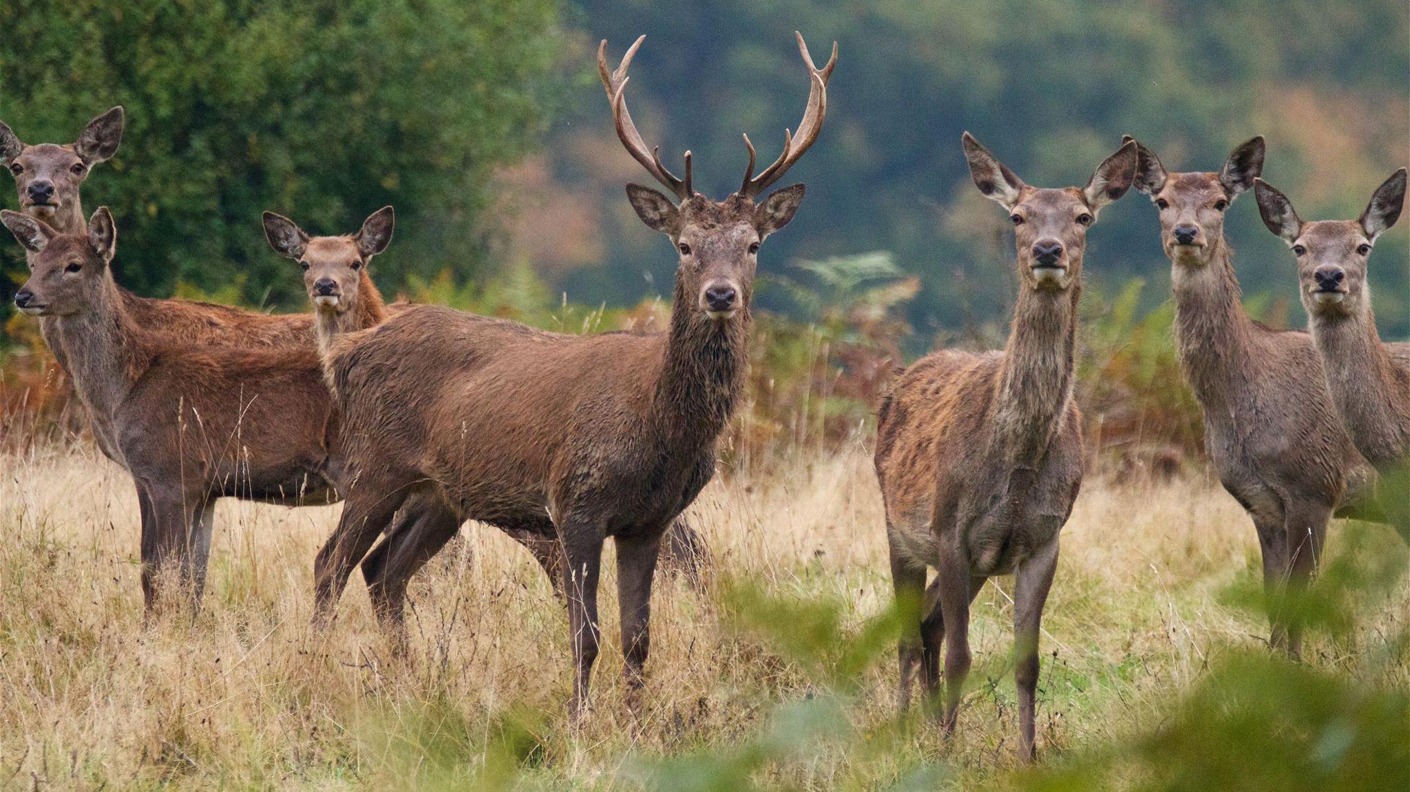 Six brown deer in a field. Bushes and trees can be seen in the background. The deer at the centre has large antlers.