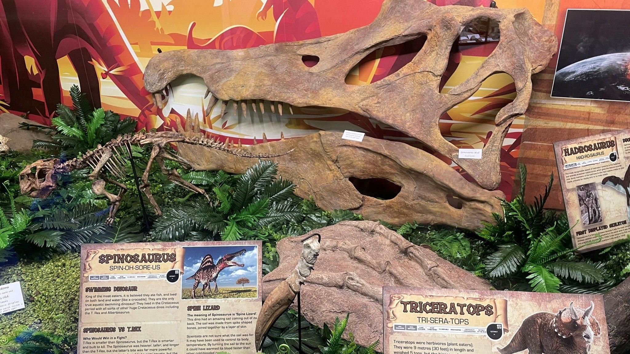 Dinosaur skeletons surrounded by information boards