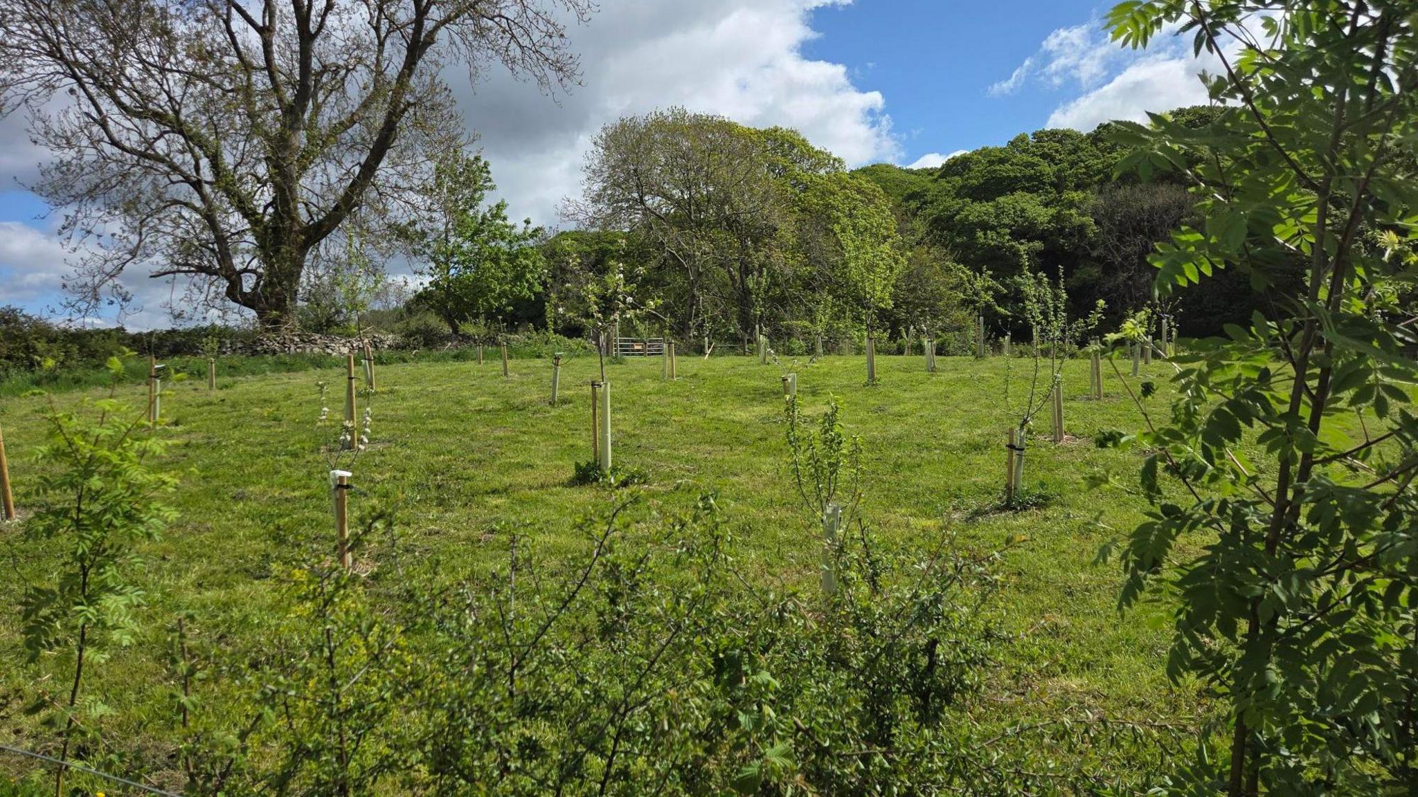 A general view of a small orchard planted on a green space. Small saplings surrounded by a plastic tube for support are dotted around a green field, surrounded by mature trees and shrubs.
