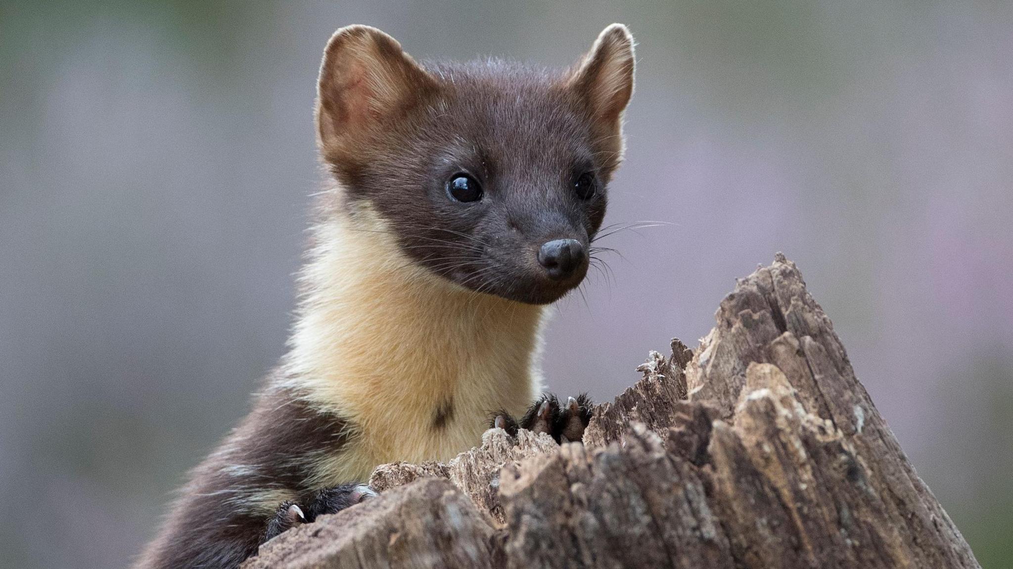 Pine Marten posing checking for danger behind tree stump.