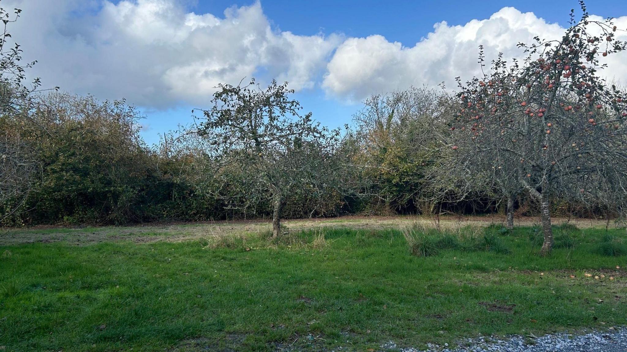 The scrubland that would be removed for the new car park. There is grass green grass with several trees with some leaves and berries dotted around.