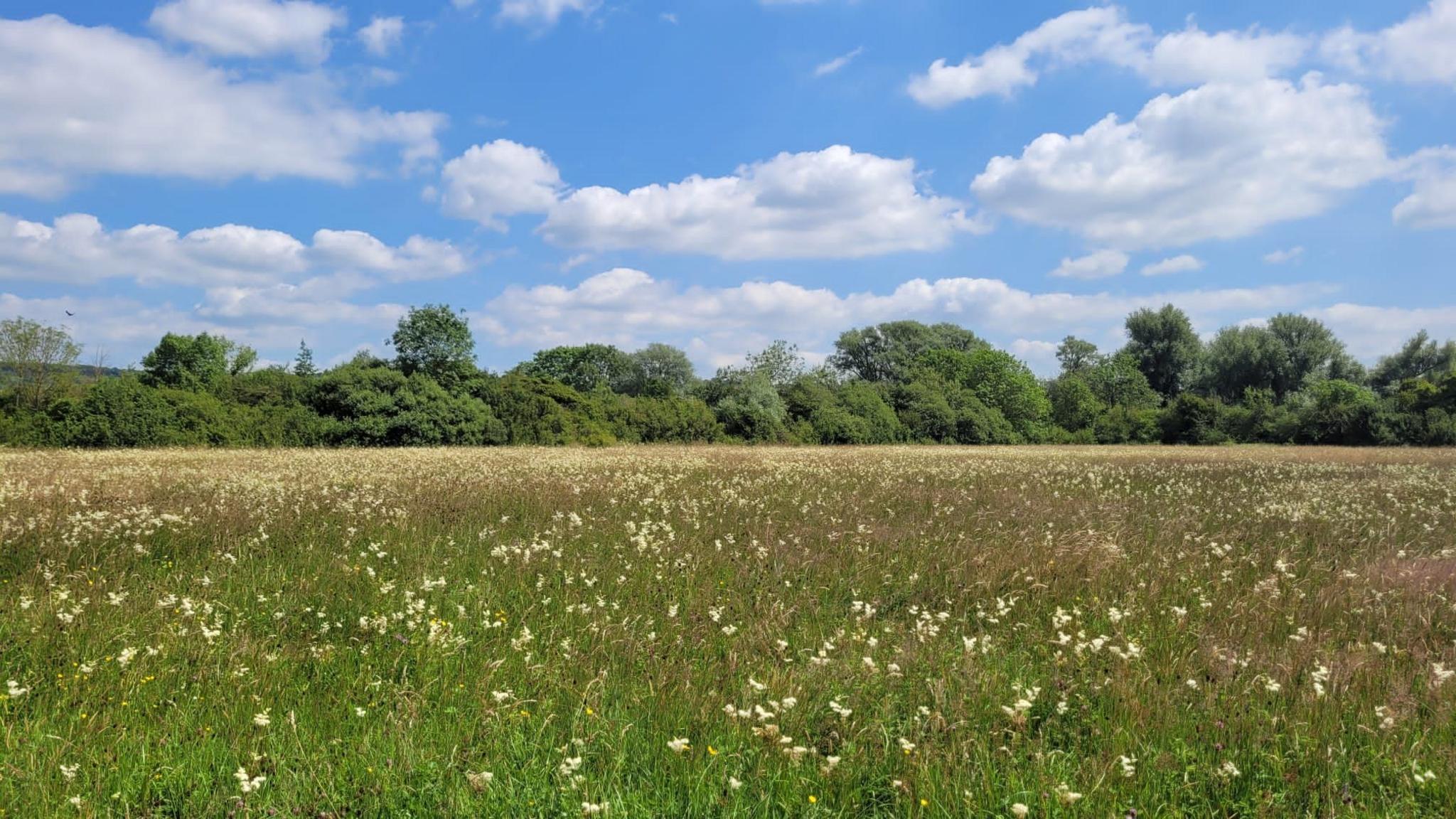 A field with green grass and hay stretching out towards a line of trees and shrubbery in the distance on a clear sunny day.