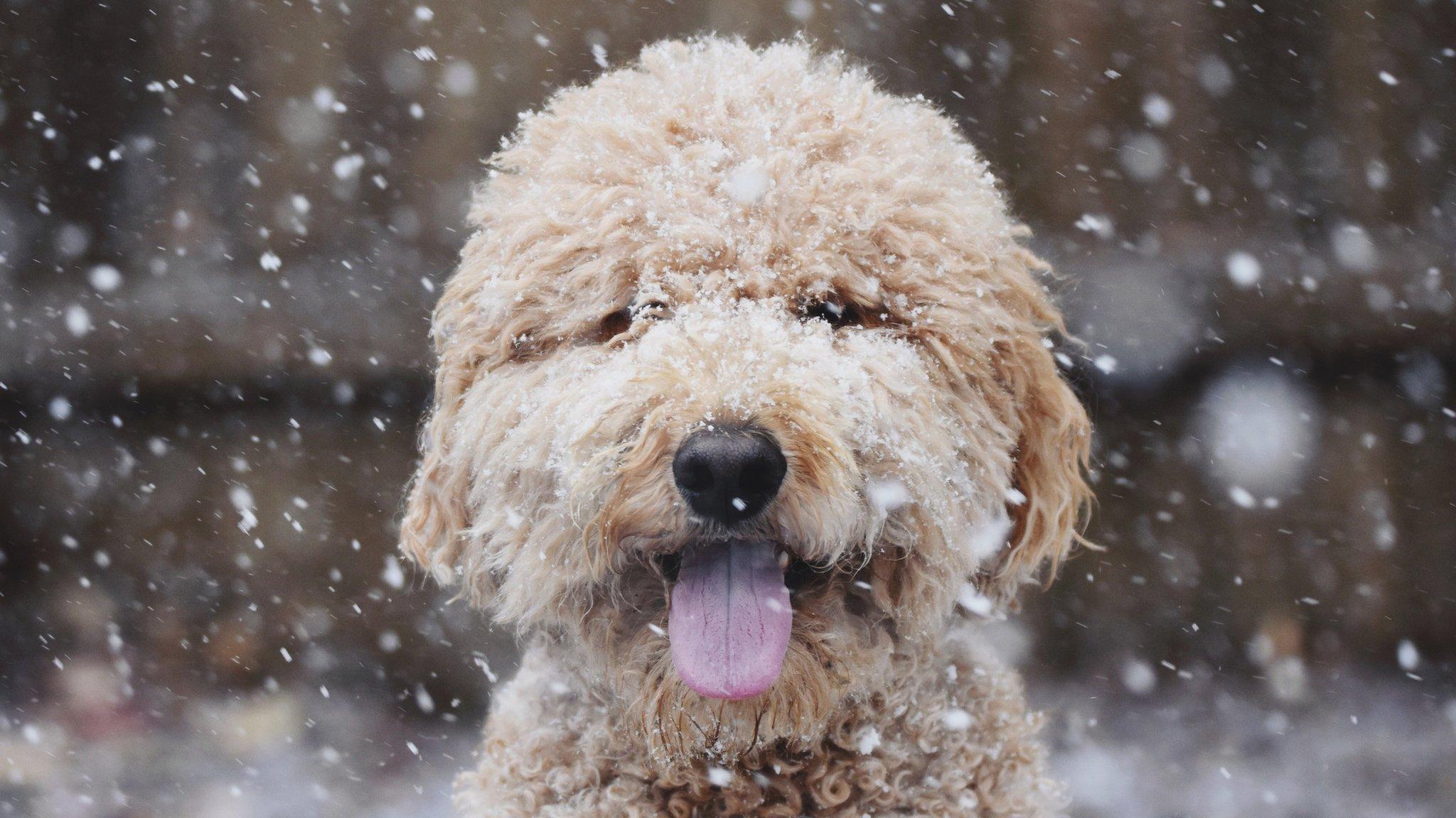 dog in the snow.