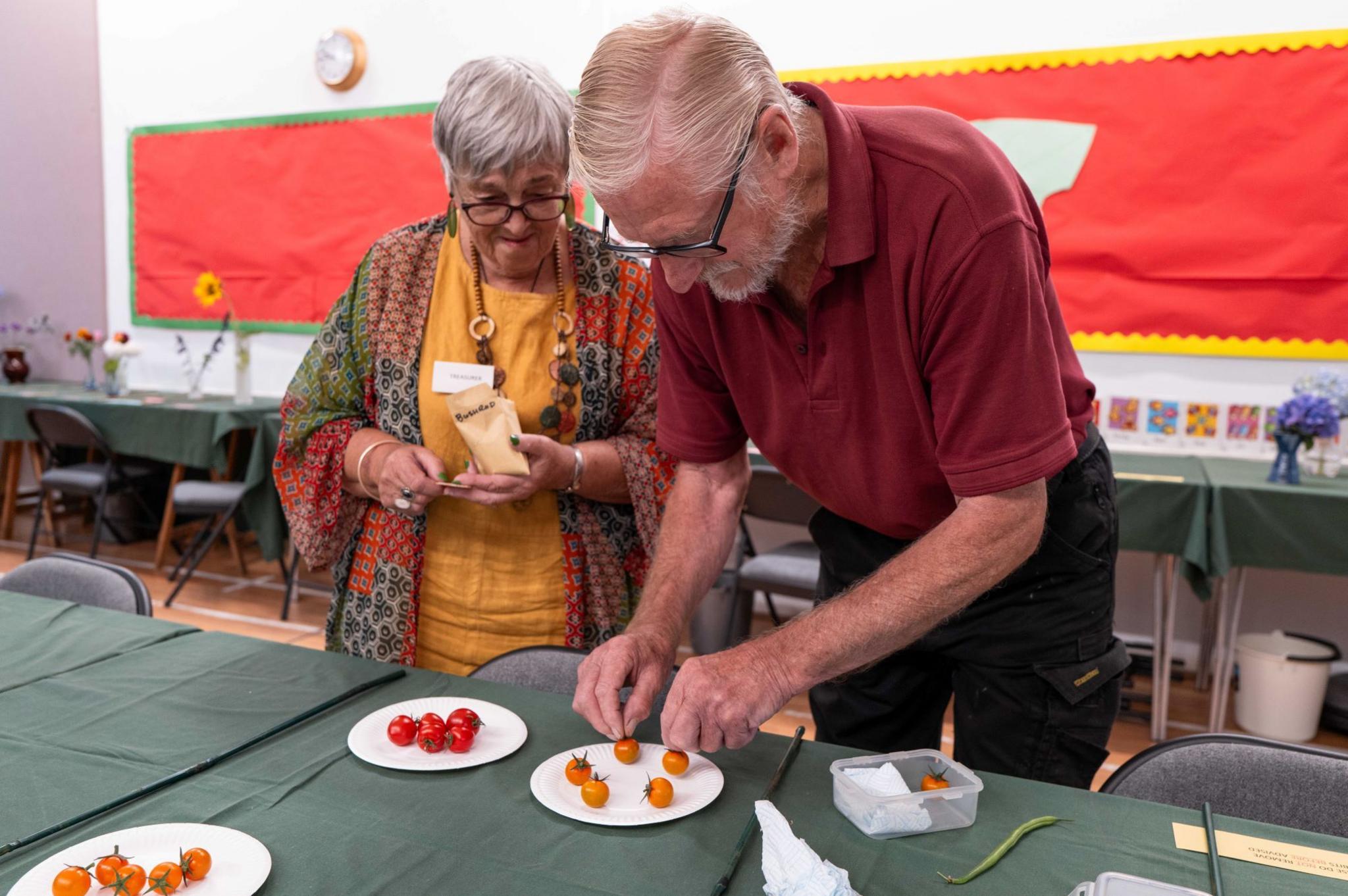 Laying out the tomatoes 