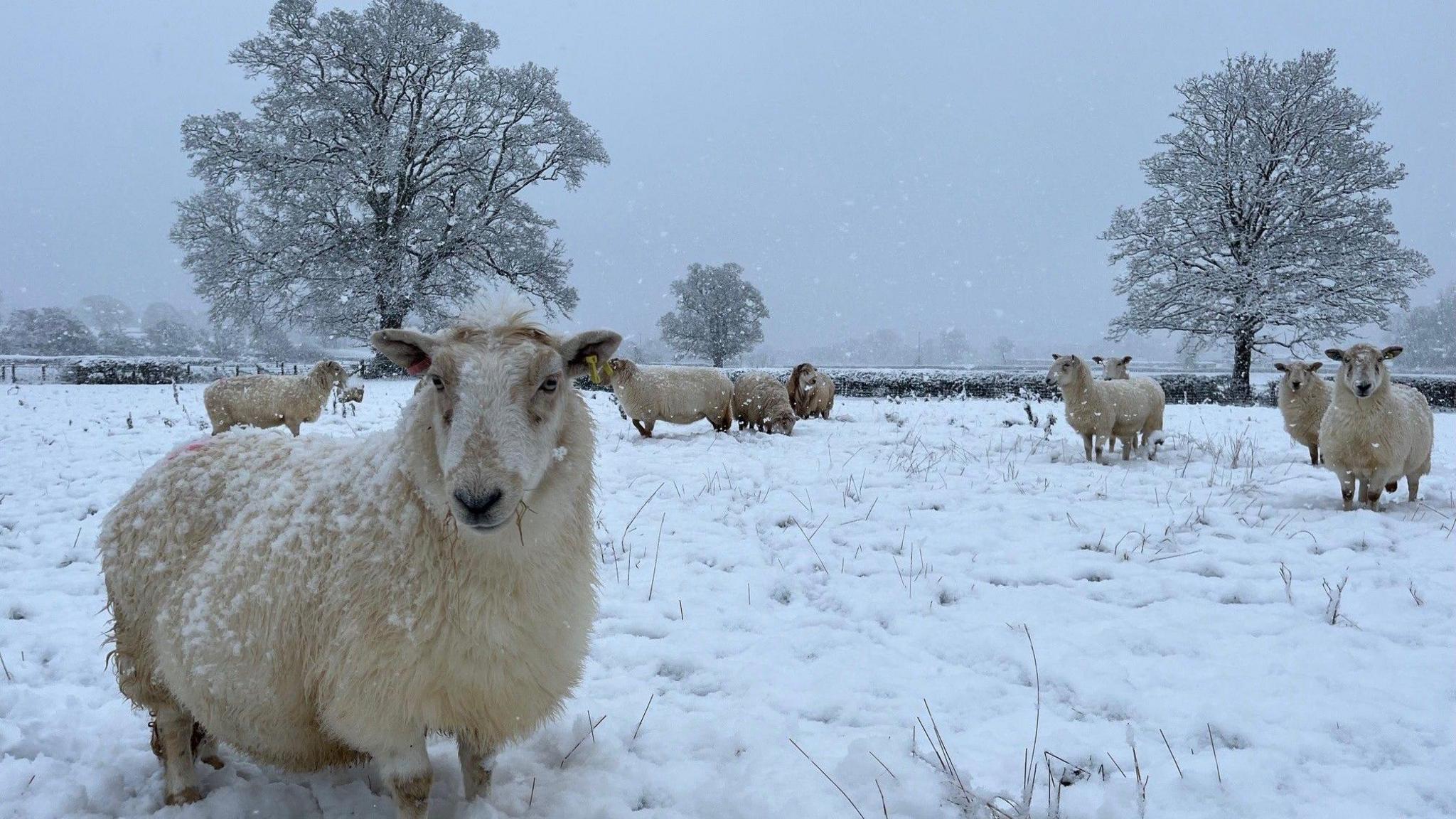 A herd of sheep looking towards the camera in a snowy field. A backdrop of snowy trees. 