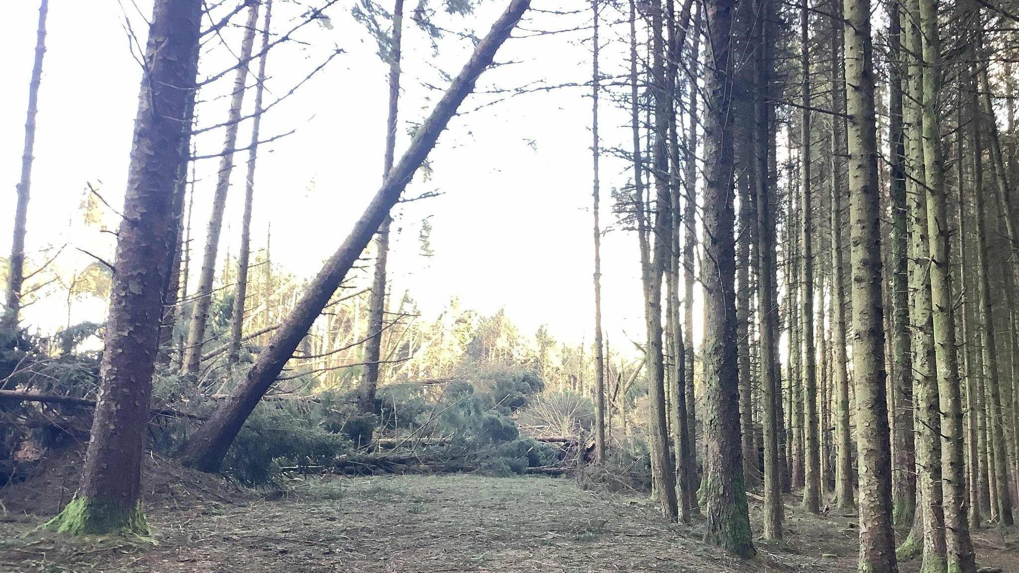 A tall tree leans over a path in a plantation, on the right there are a bunch of tall trees.