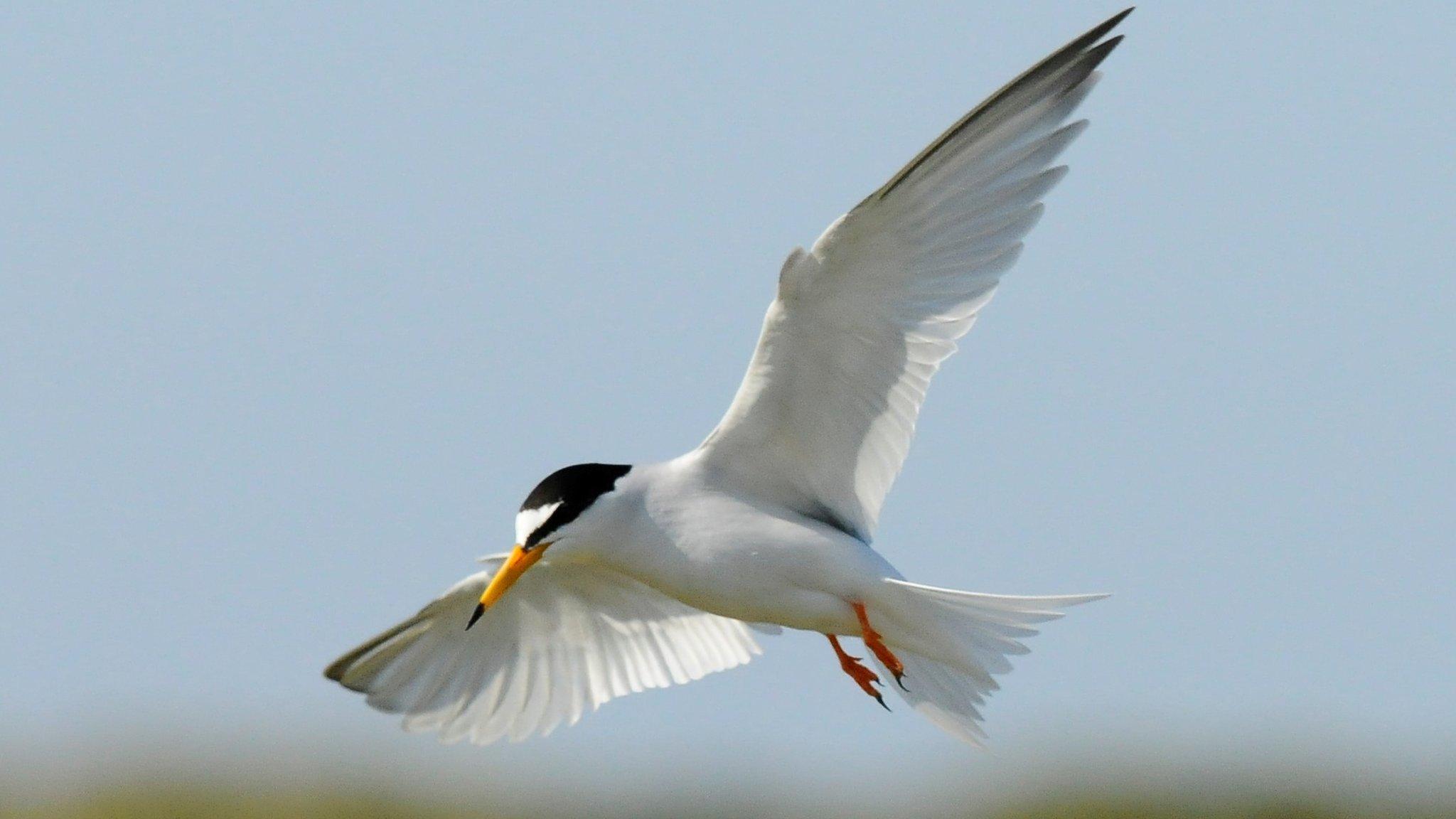 Little tern