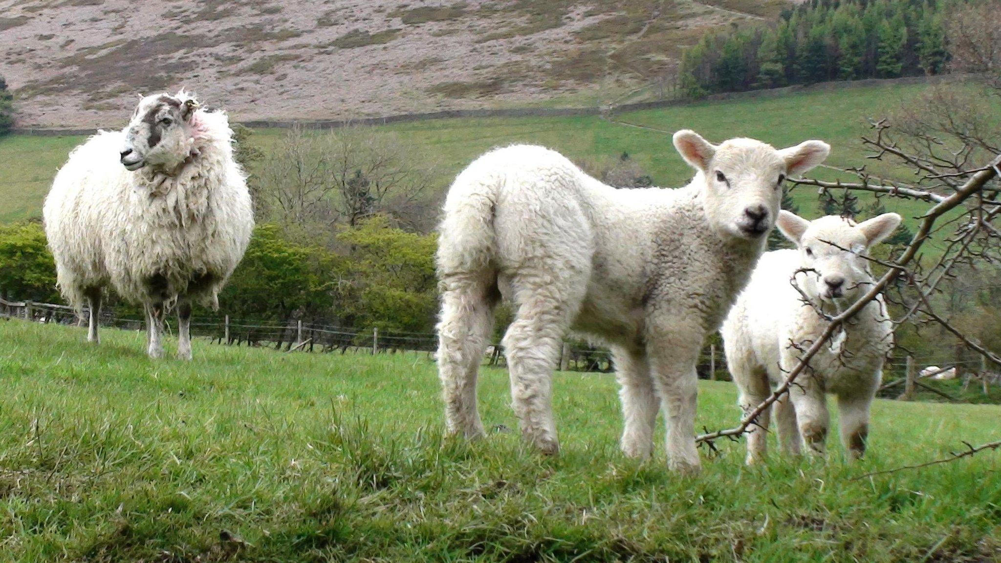 lambs in field