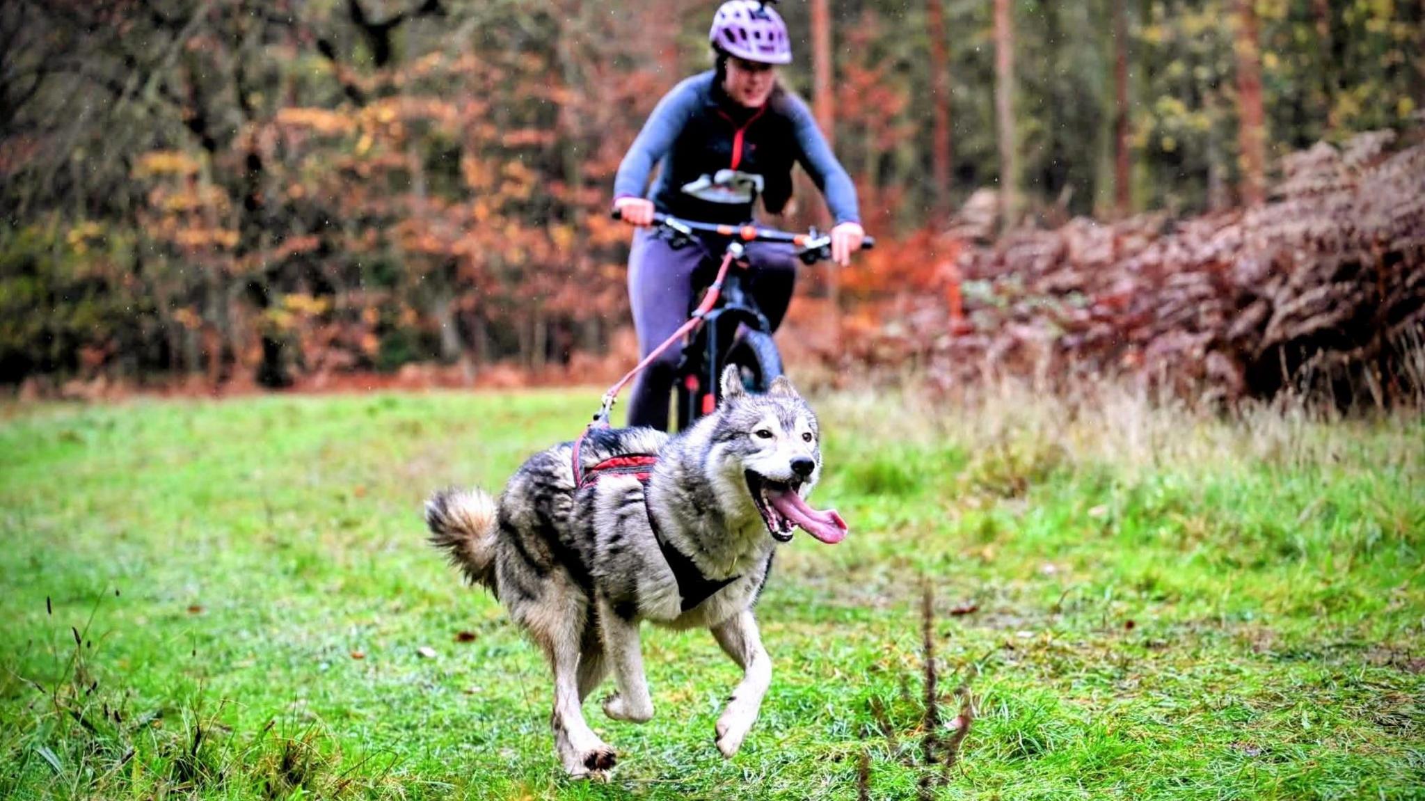 Llun o husky yn rhedeg ar wair gyda'i dafod allan. Mae'r ci yn tynnu menyw ifanc sydd ar feic. Mae'n gwisgo trowsus porffor, siaced glas a helmet borffor.