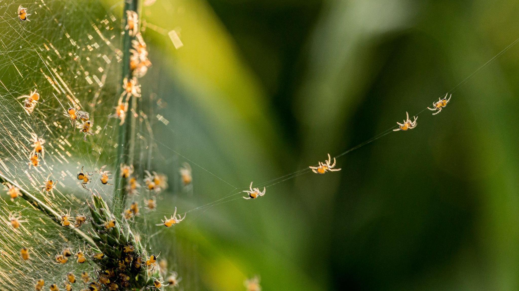 A group of spiders making a web outside, with five spiders travelling along a line of web 