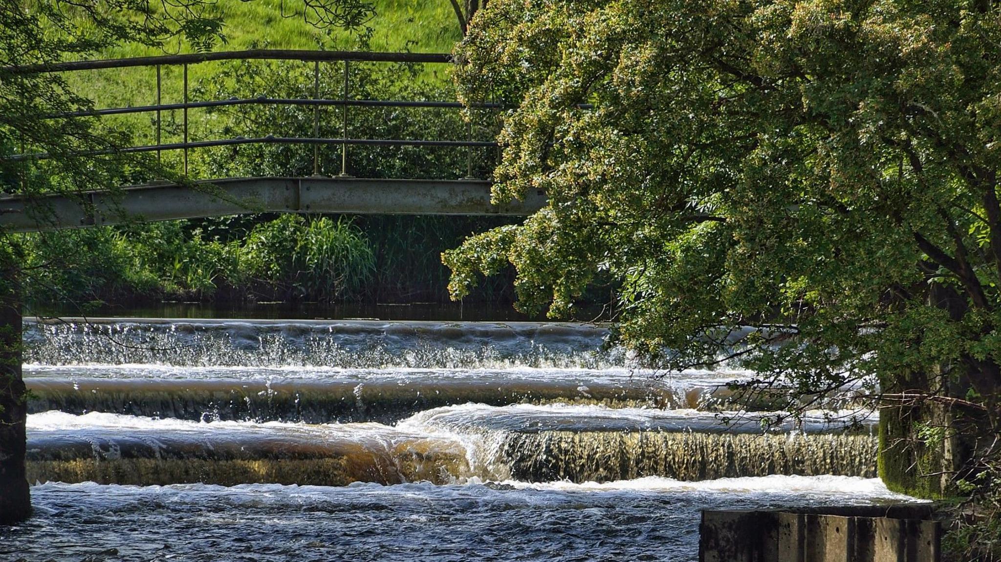 MONDAY - A fast-flowing Rover Stour photographed by a bridge at Fiddleford, with a green tree in the foreground