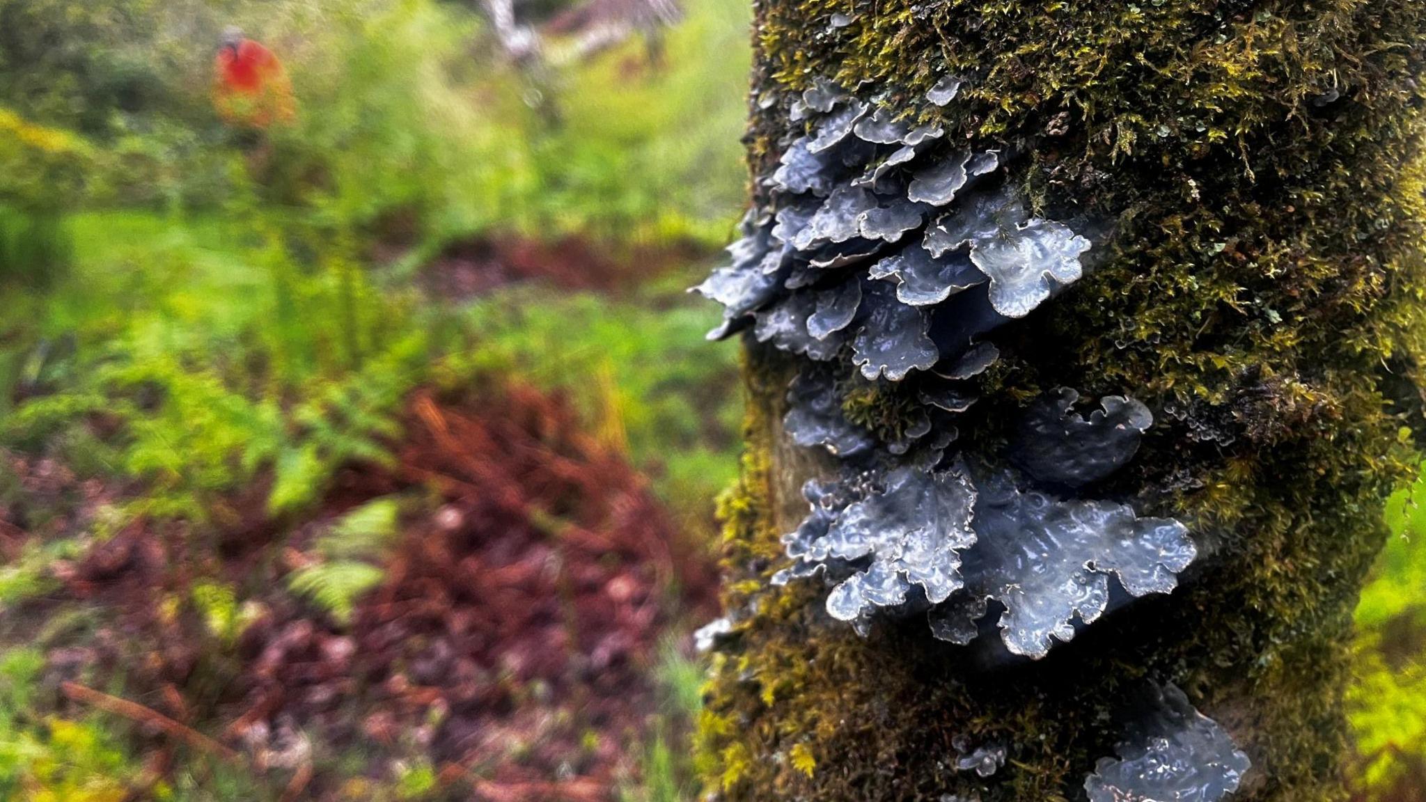 A blue-grey lichen attached to the side of a tree with bracken on the forest floor in the background.