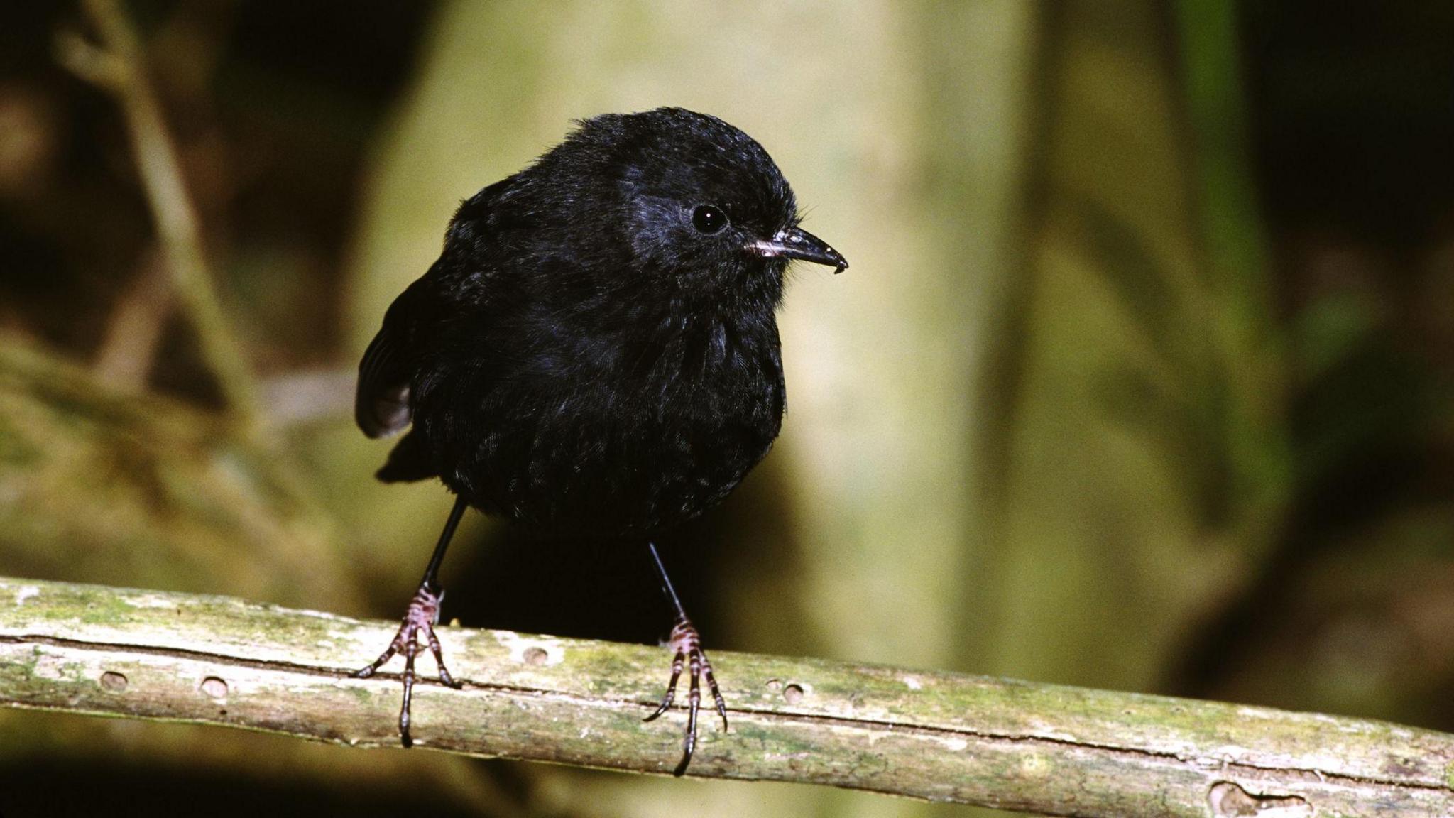 a black robin sits on a branch