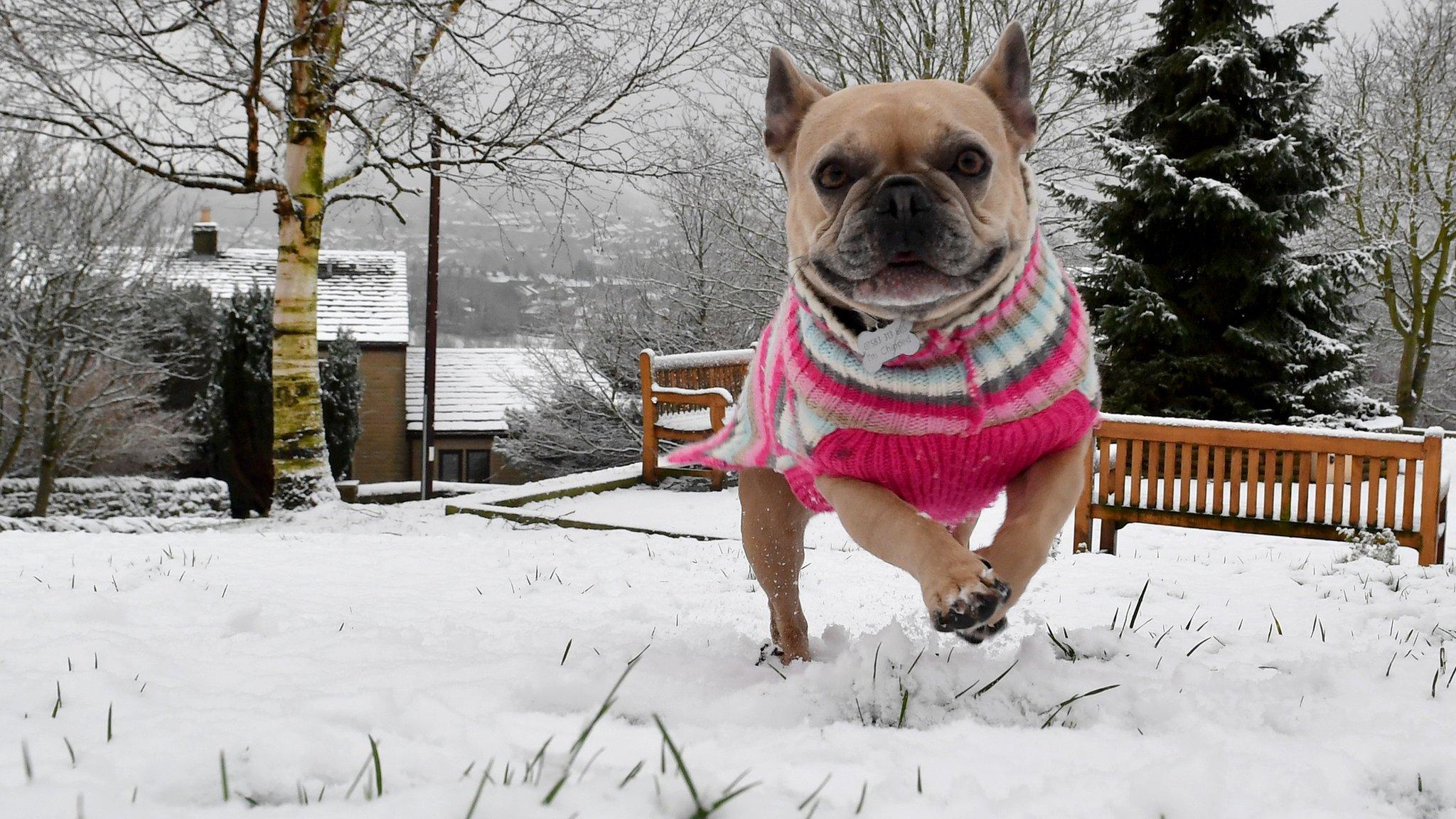 A dog plays in the snow