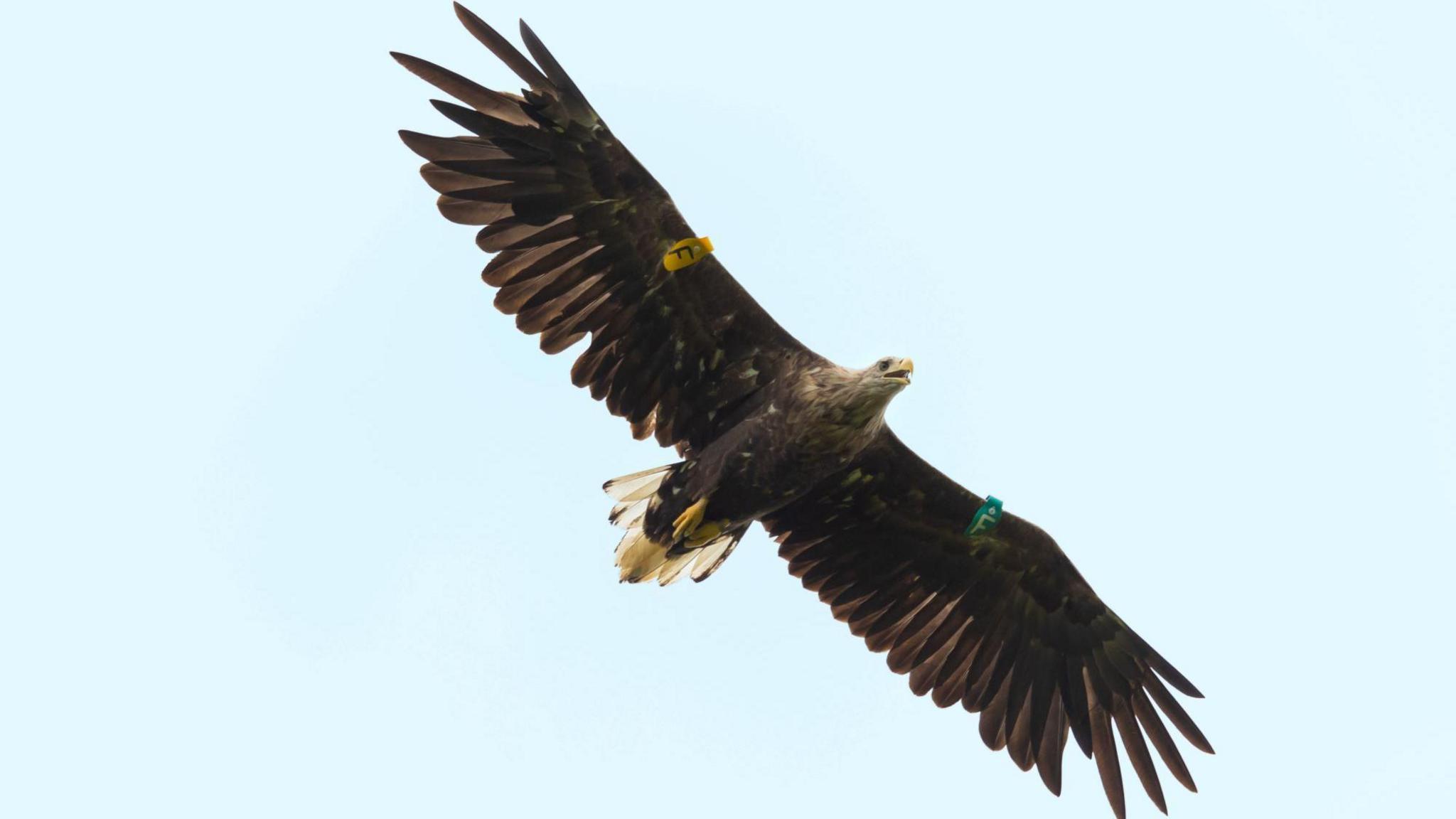 White-tailed Eagle in flight. 

Baby blue, pale sky as a backdrop for enormous wings, with a yellow and green tag on each wing. 

Its beak is golden and open. Its eyes are wide and grey.

Its feet are golden and the feathers of the wings are a caramel brown colour.