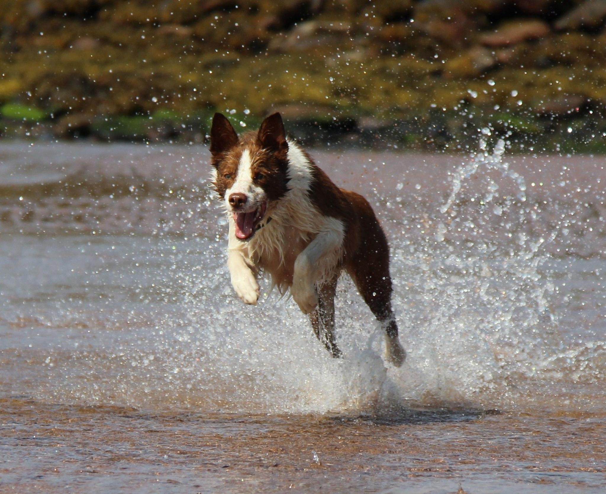 Brown and white dog leaping through shallow waters with a big splash behind her