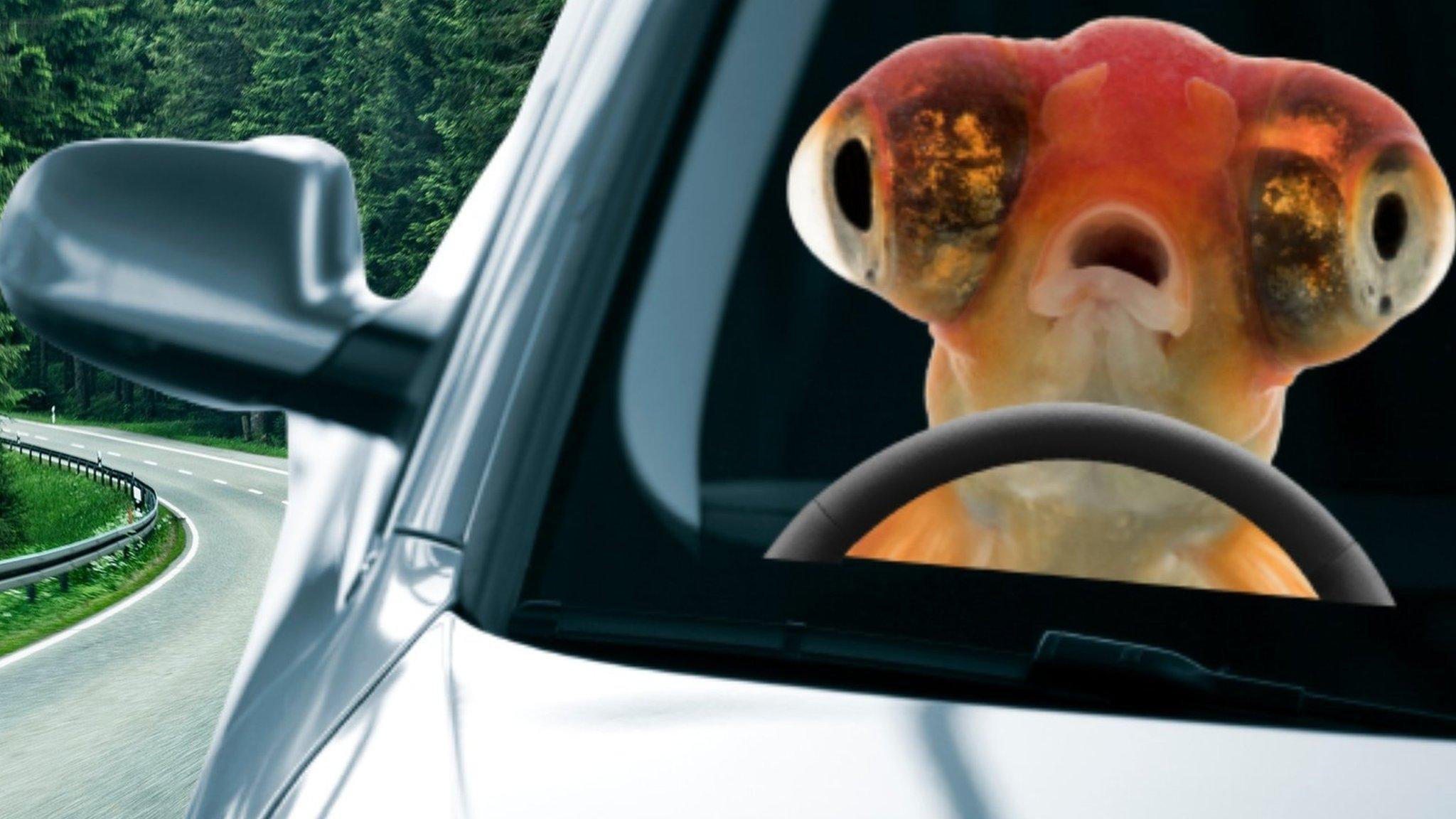 Mocked up picture of a goldfish 'driving' a car