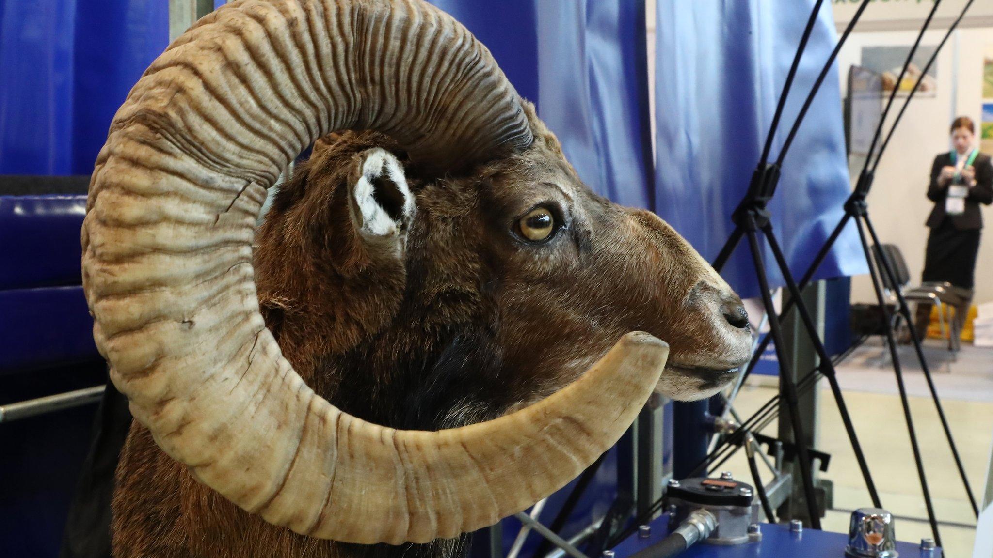 A stuffed head of an argali, or the mountain sheep, on display